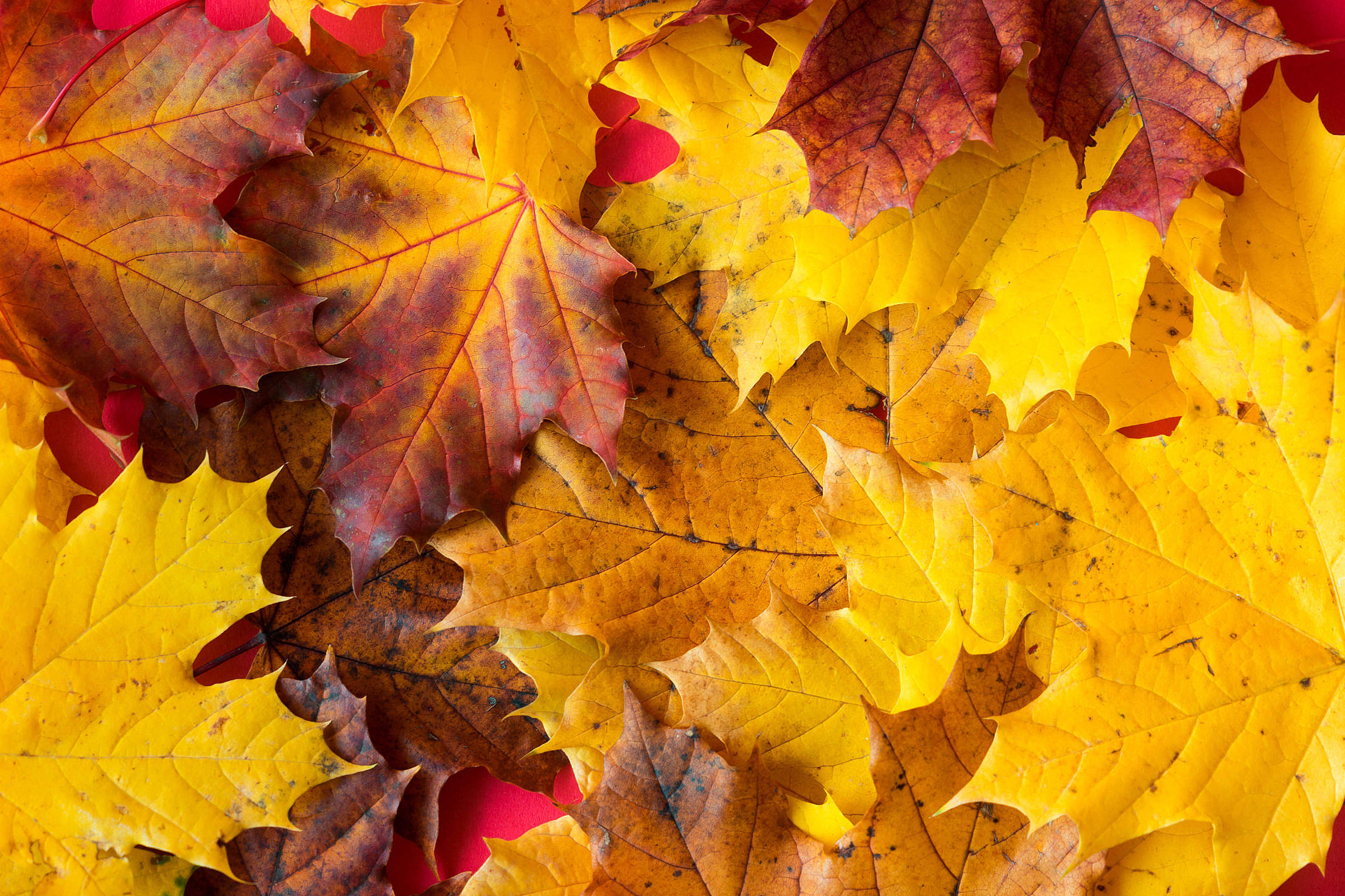 Free Photo Autumn Leaves Autumn Fall Leaves Free Download Jooinn