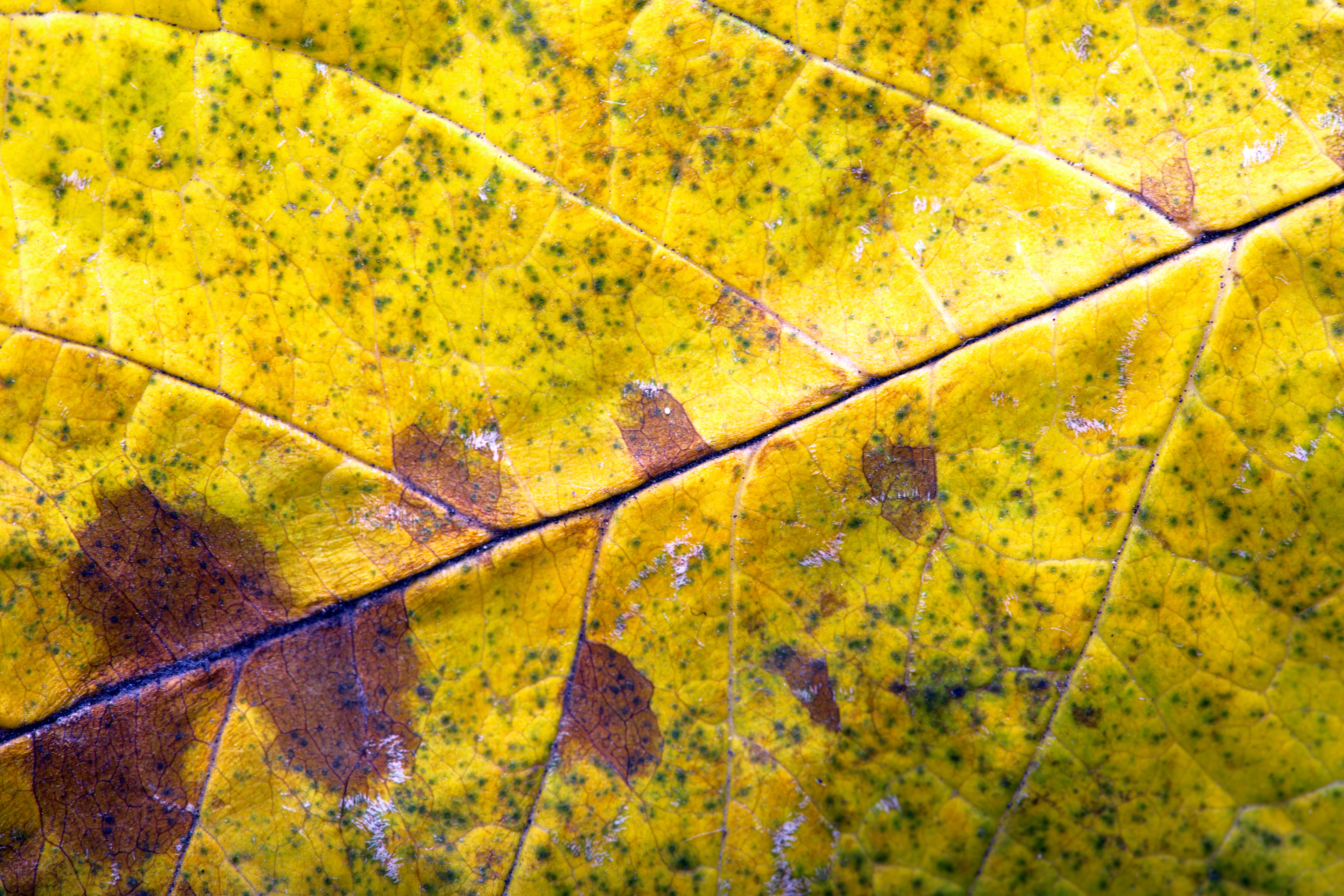 Autumn leaf photo