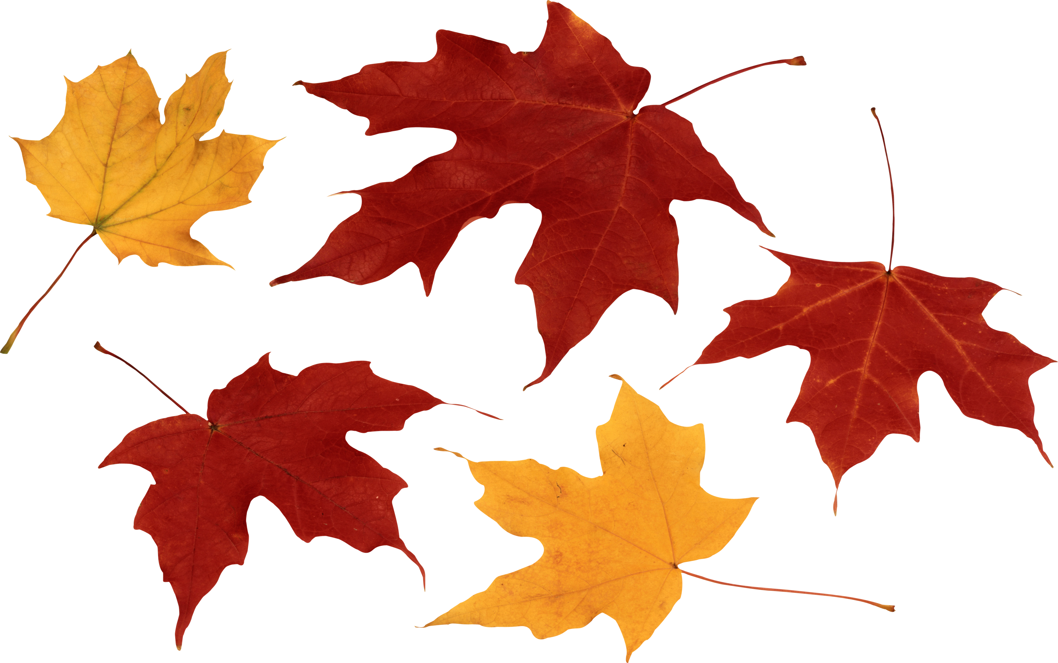 Red Autumn Leaf PNG Image - PurePNG | Free transparent CC0 PNG Image ...