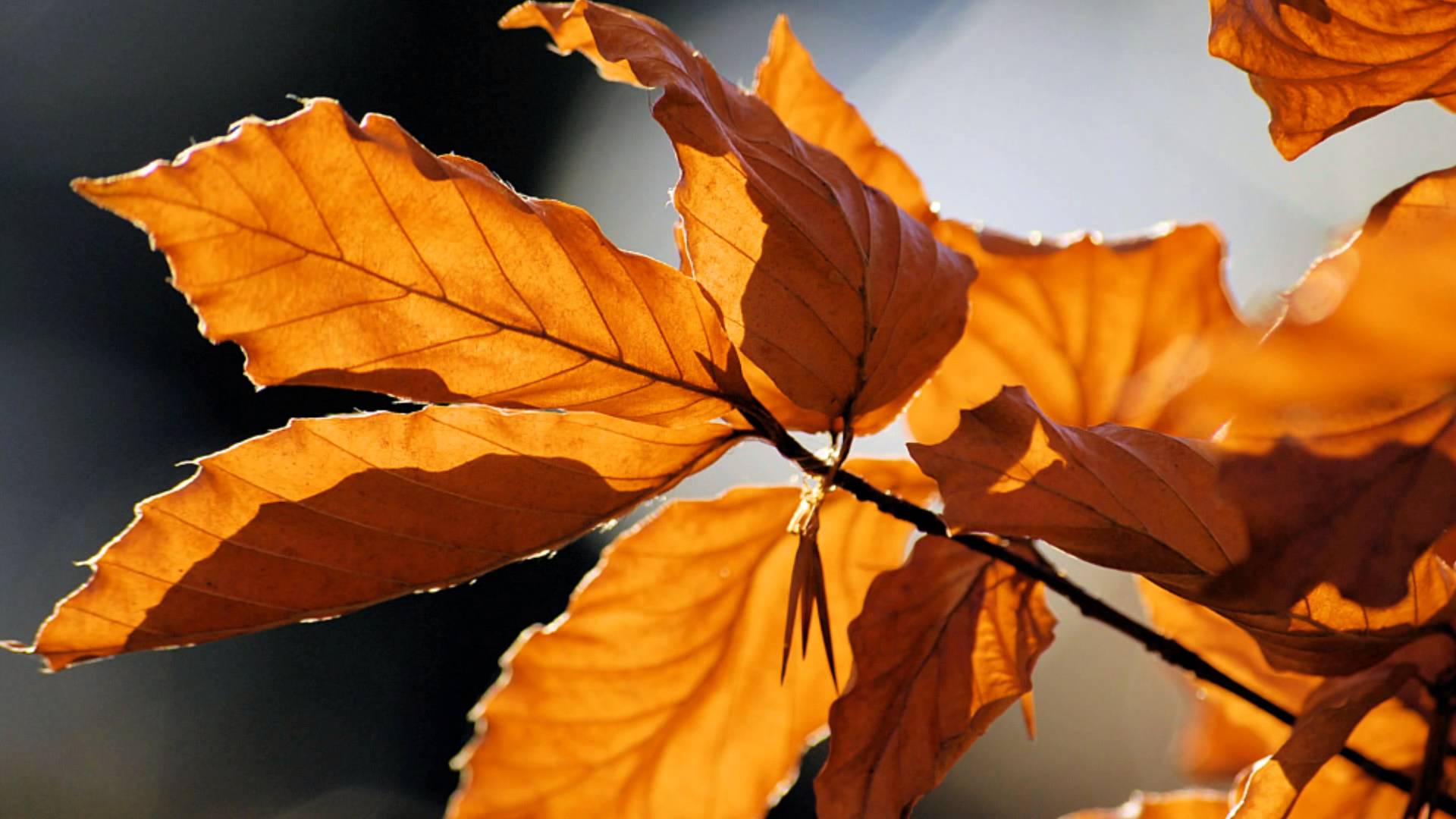 Autumn leafs photo