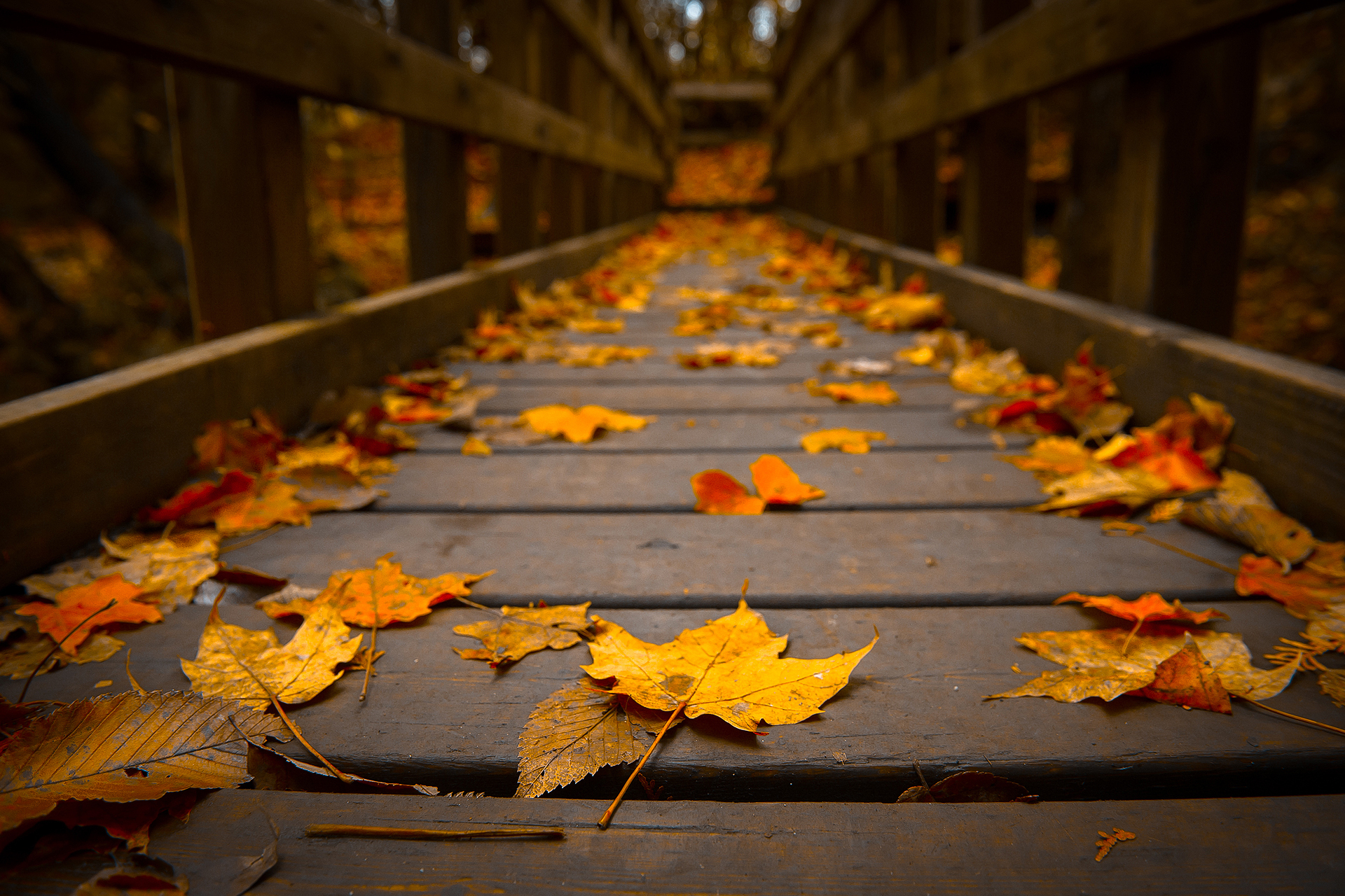 Autumn Leaves | Jackee Holder