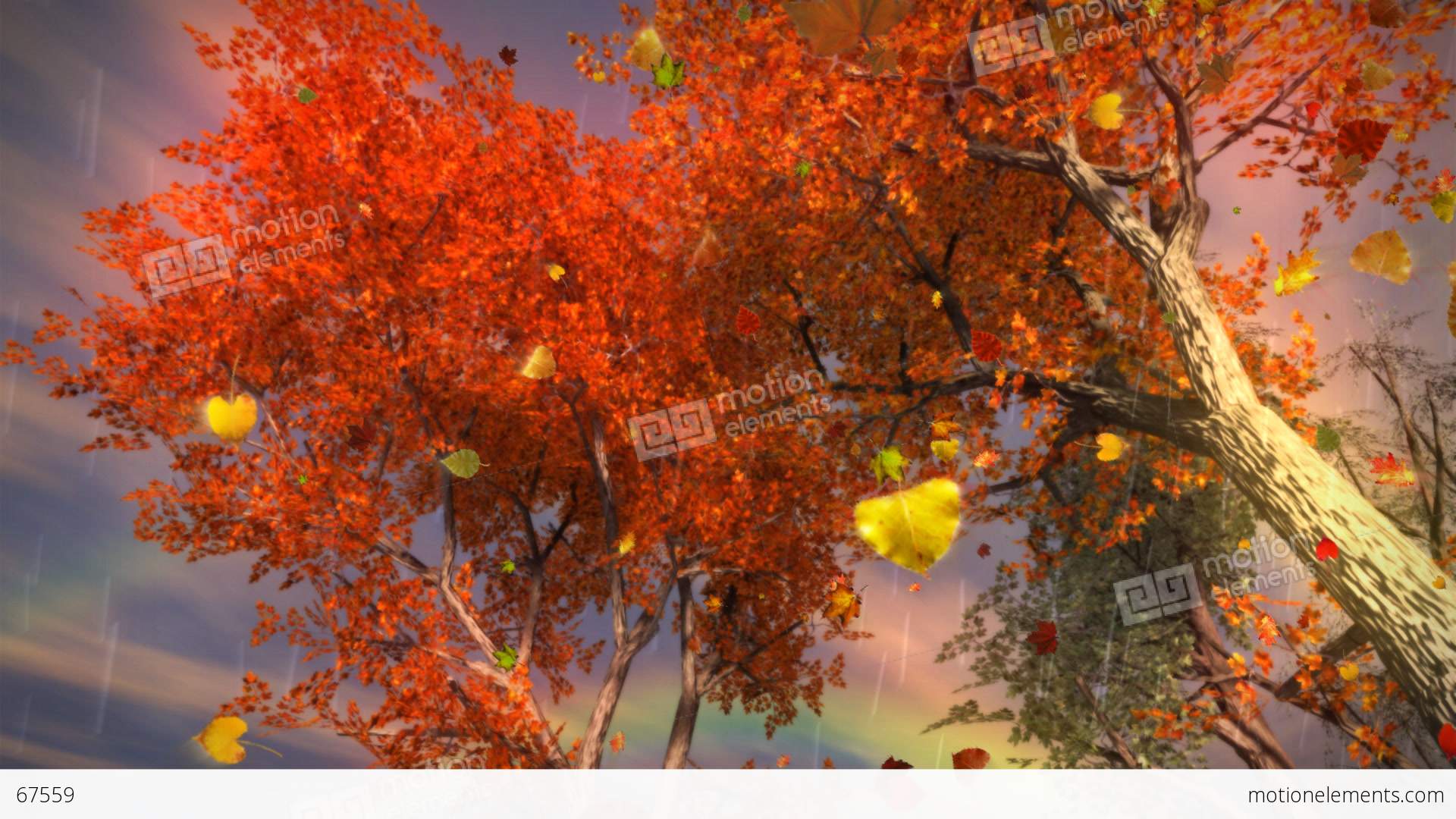 1035 Autumn Leaves Falling With Rainbow And Rain Stock Animation | 67559