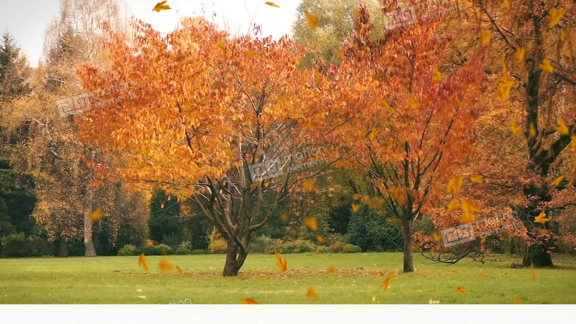 Autumn Leaves Fall On The Grass, Background Stock video footage ...