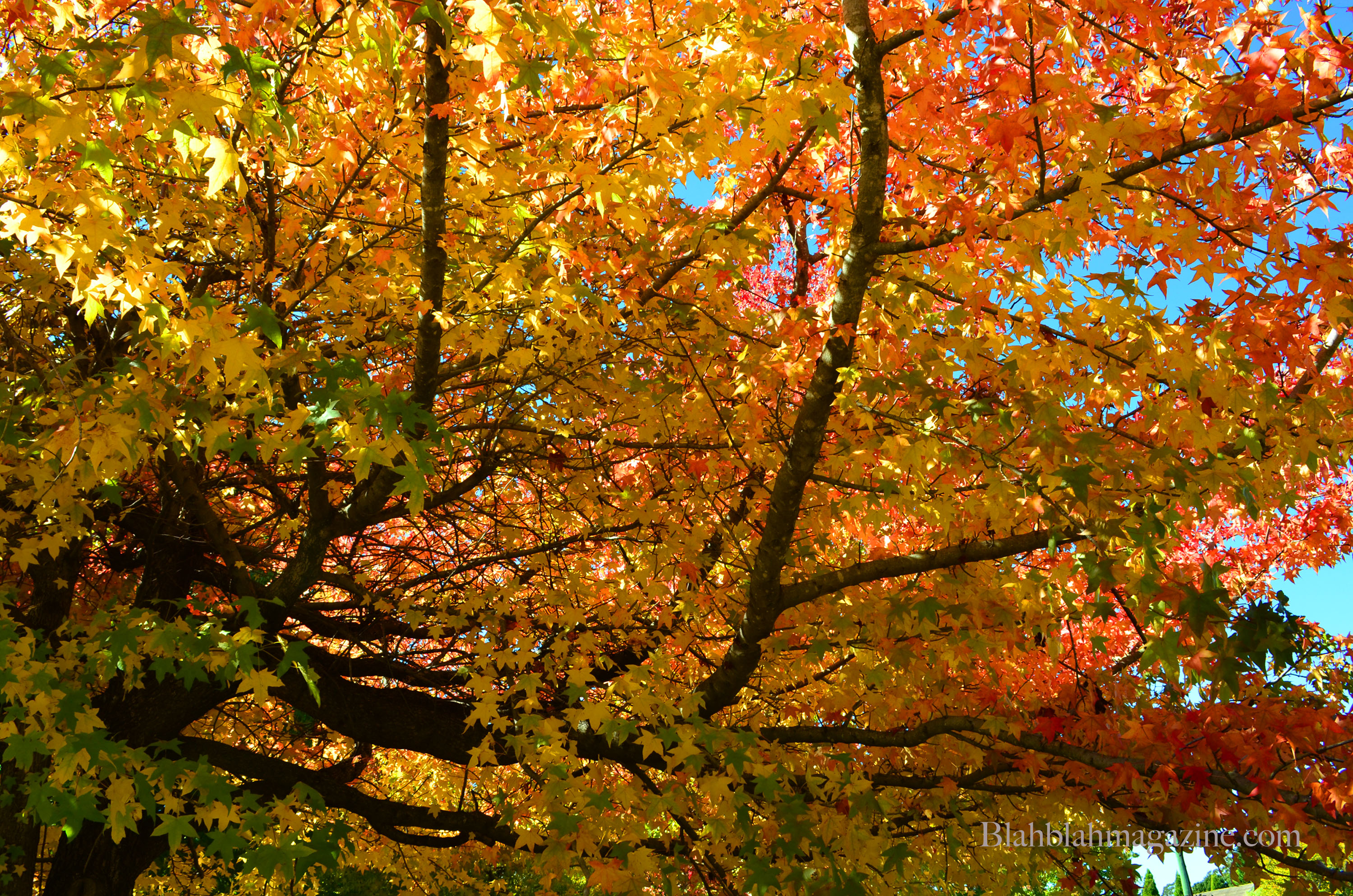 Autumn Leaves - Southern Highlands Magic - B l a h B l a h M ...