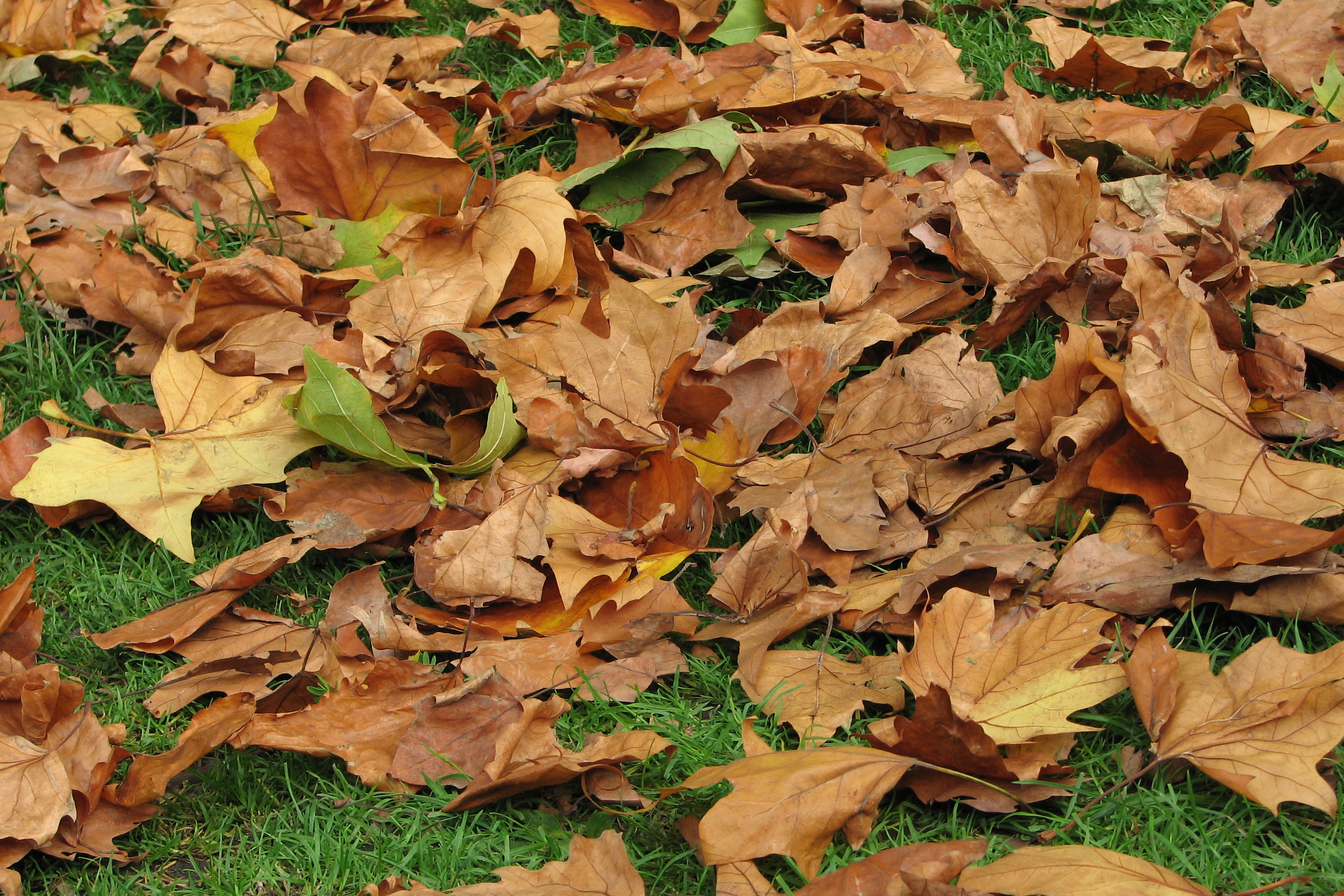 File:Fallen autumn leaves.jpg - Wikimedia Commons