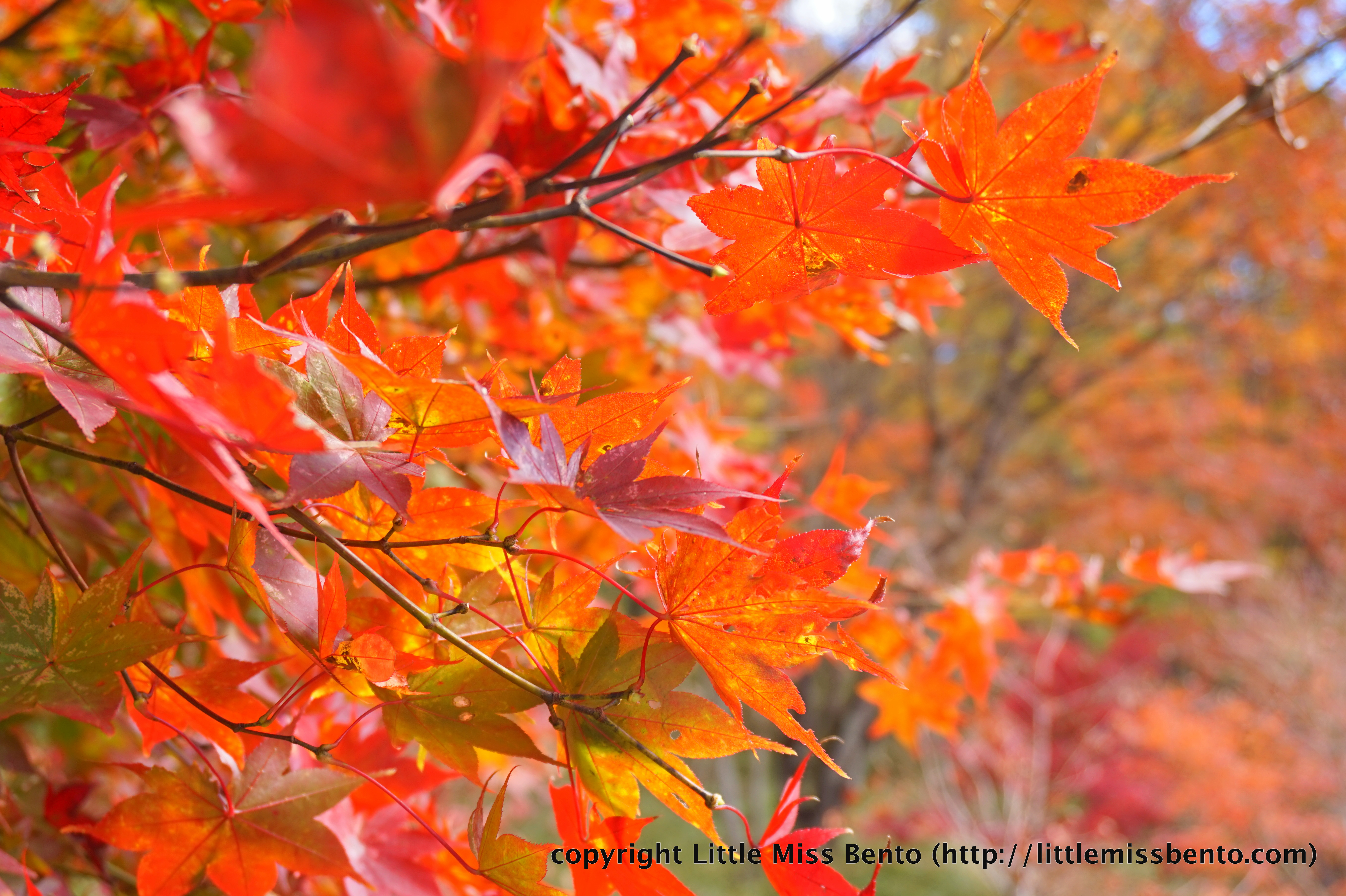 Koyo) Autumn Leaves in Nikko - Little Miss Bento