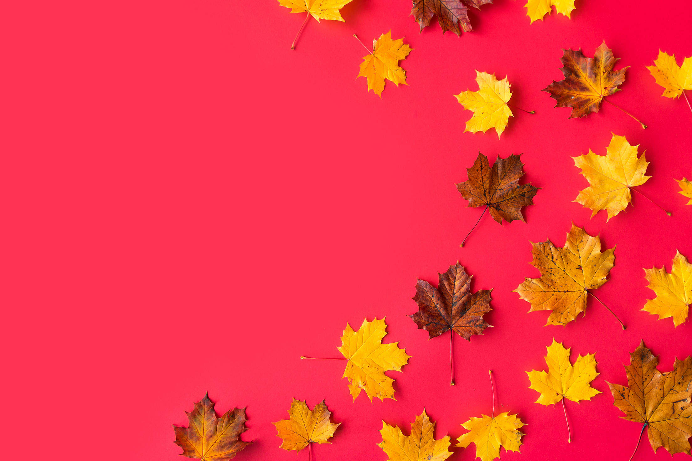 Autumn Leaves on Flat Red Background with Room for Text #2 Free ...