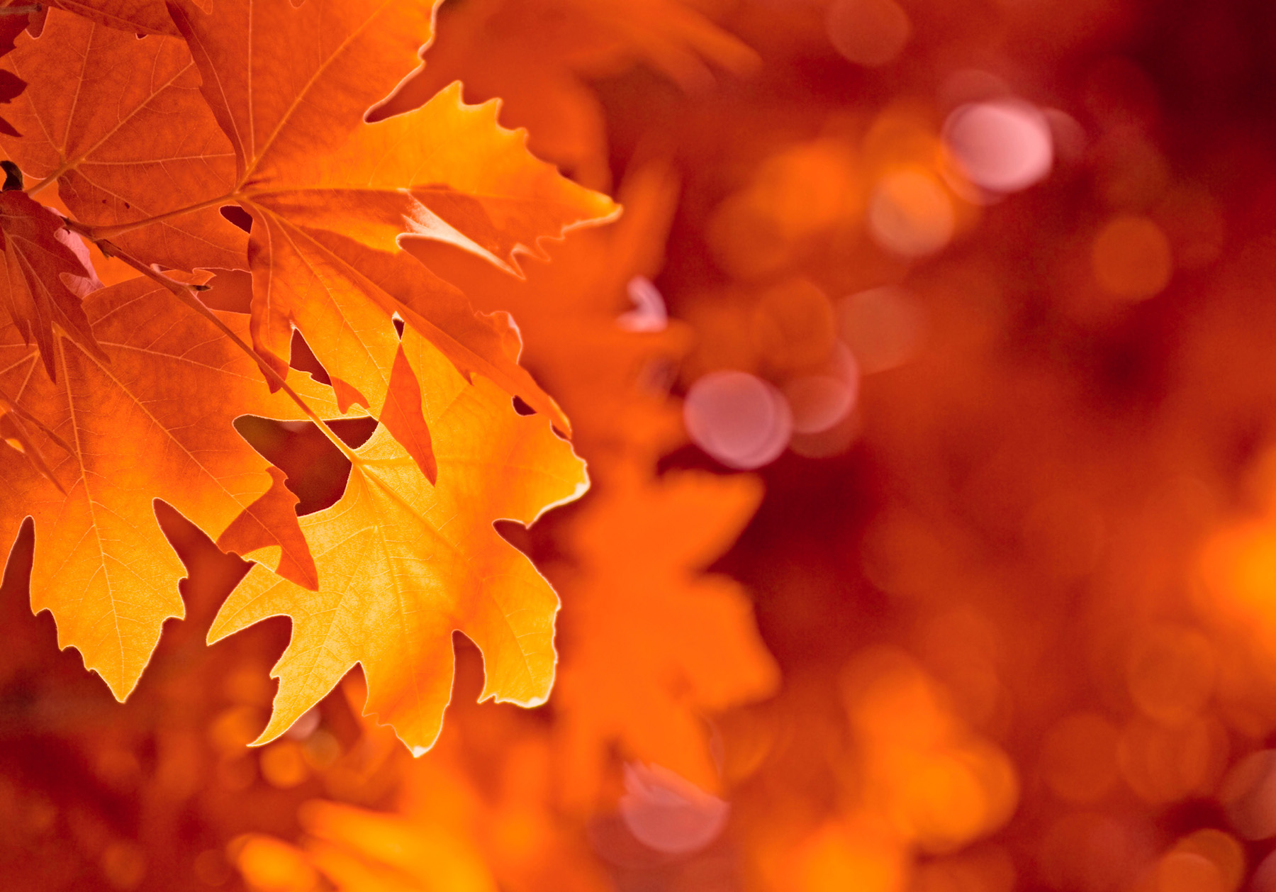 Autumn leaves macro close-up Dim 52393 - Autumn Theme - Landscape ...