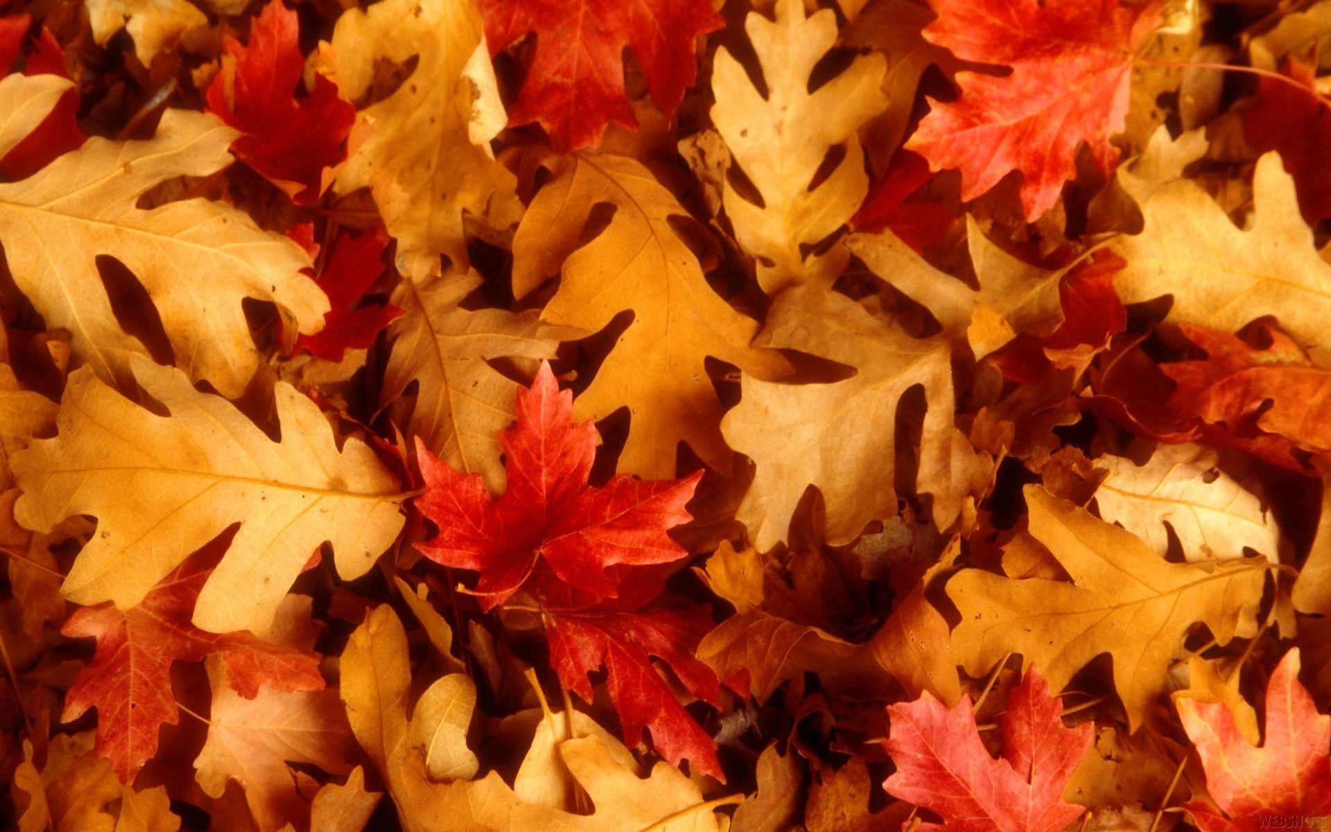 Autumn Leaves background ·① Download free awesome High Resolution ...