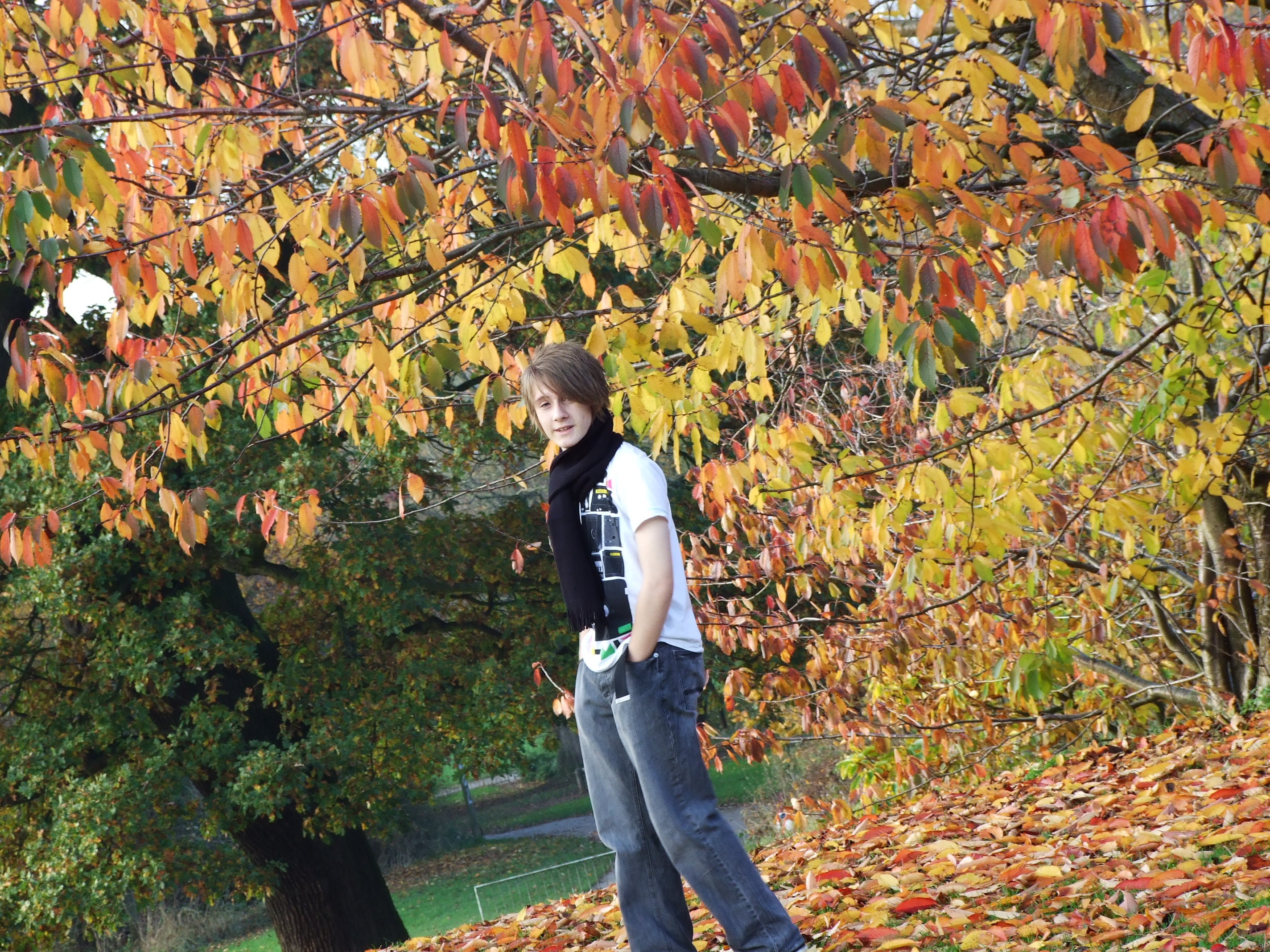 Autumn leaves, Autumn, Boy, Colors, Fall, HQ Photo