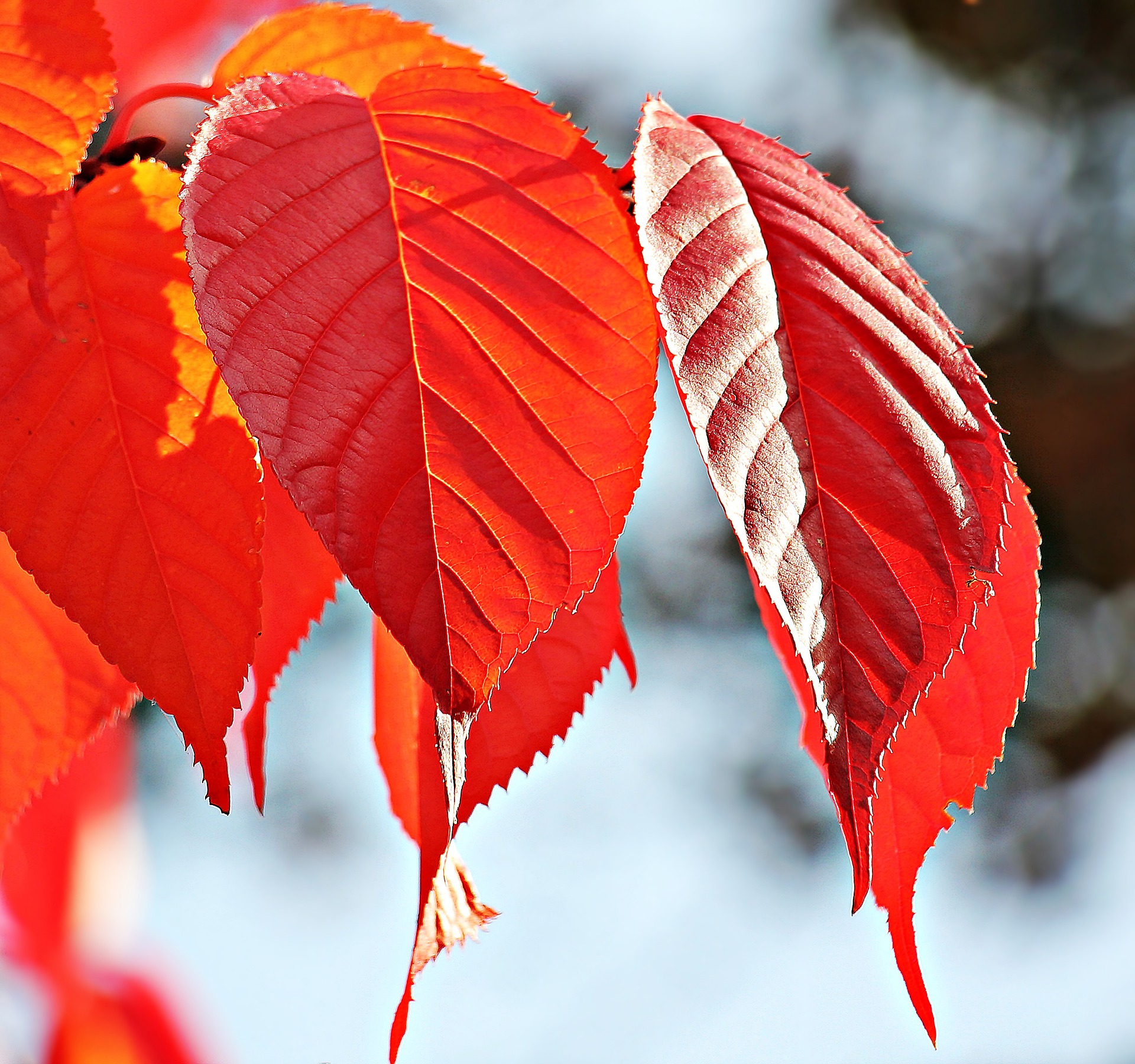 Free photo: Autumn Leaves - Autumn, Branch, Dry - Free Download - Jooinn