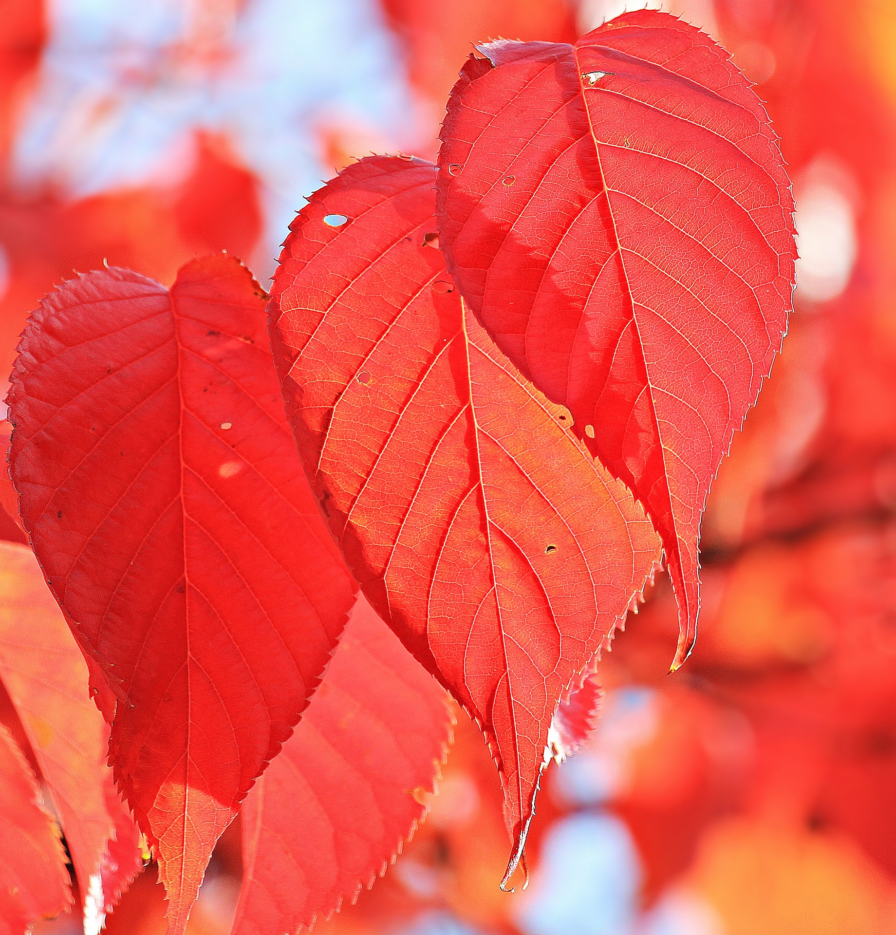 Free photo: Autumn Leaves - Autumn, Branch, Dry - Free Download - Jooinn