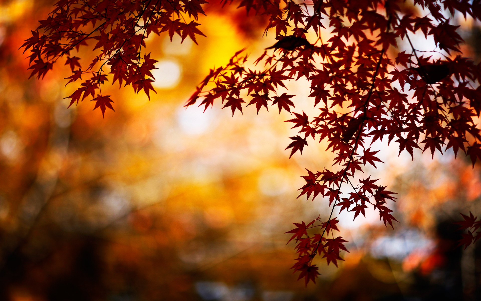 Autumn-Leaves-1920×1200 » Student Activities Office | Blog Archive ...