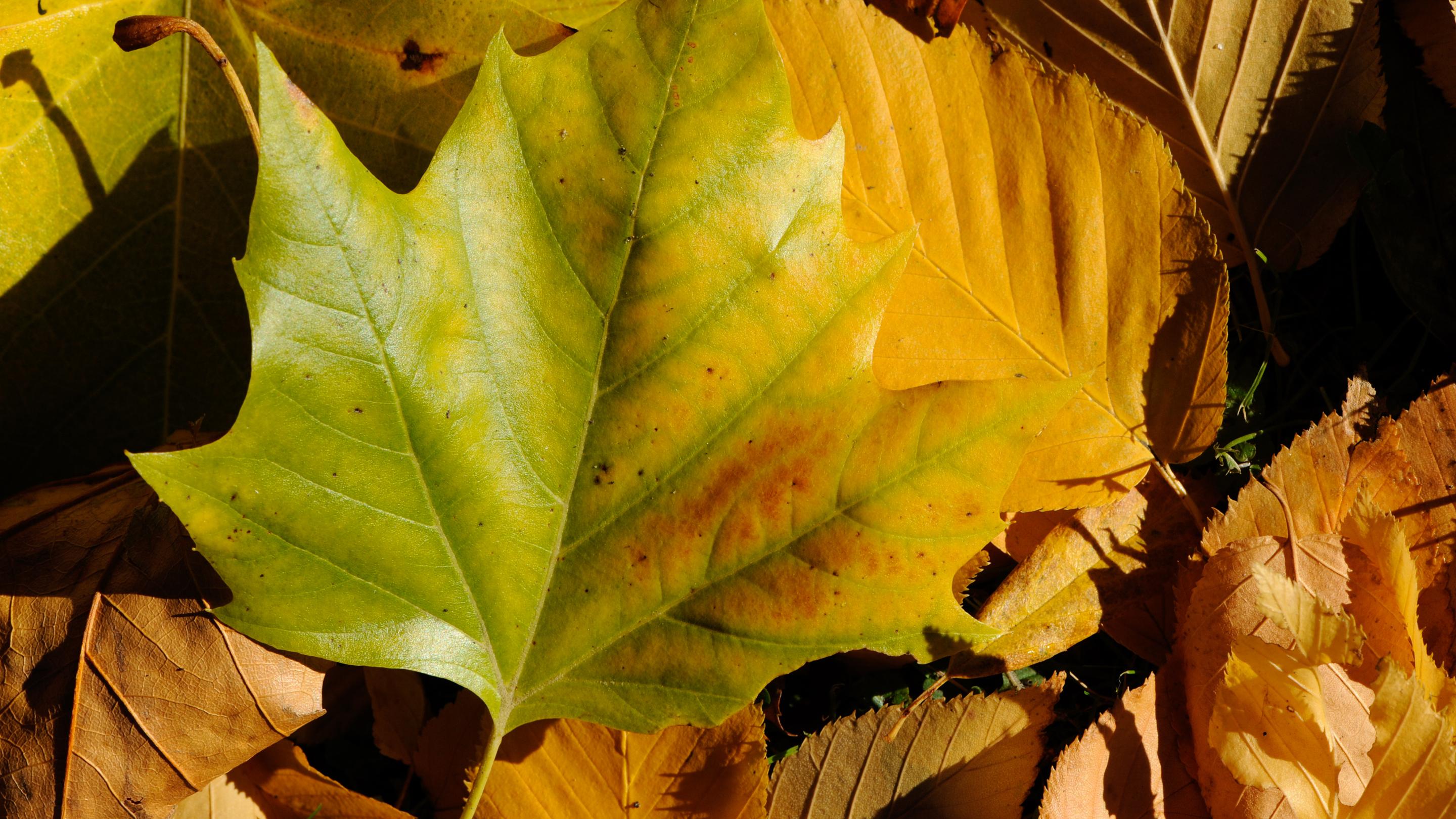 A lesson in autumn colour | Kew