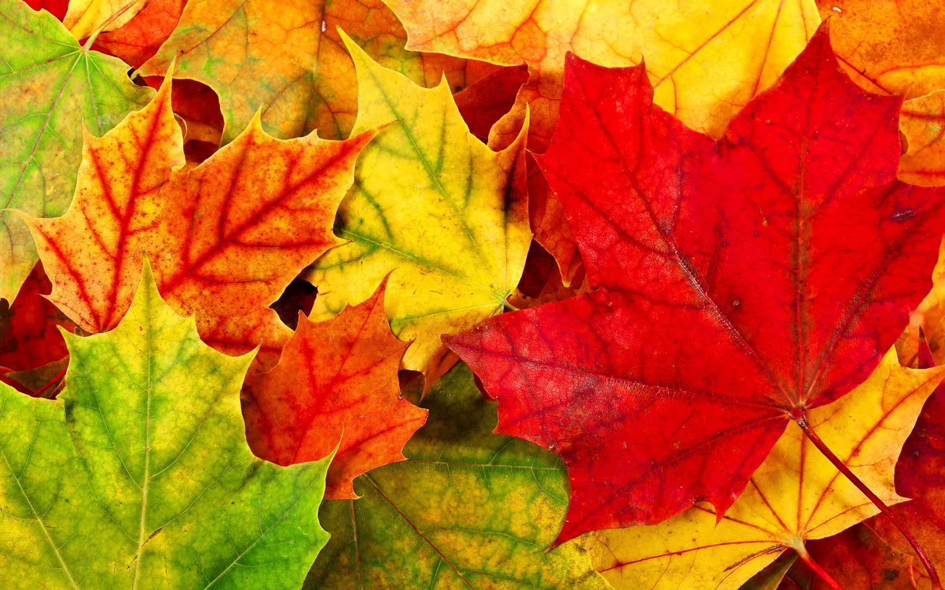 Free Photo Autumn Leaves Autumn Green Leaves Free Download Jooinn 