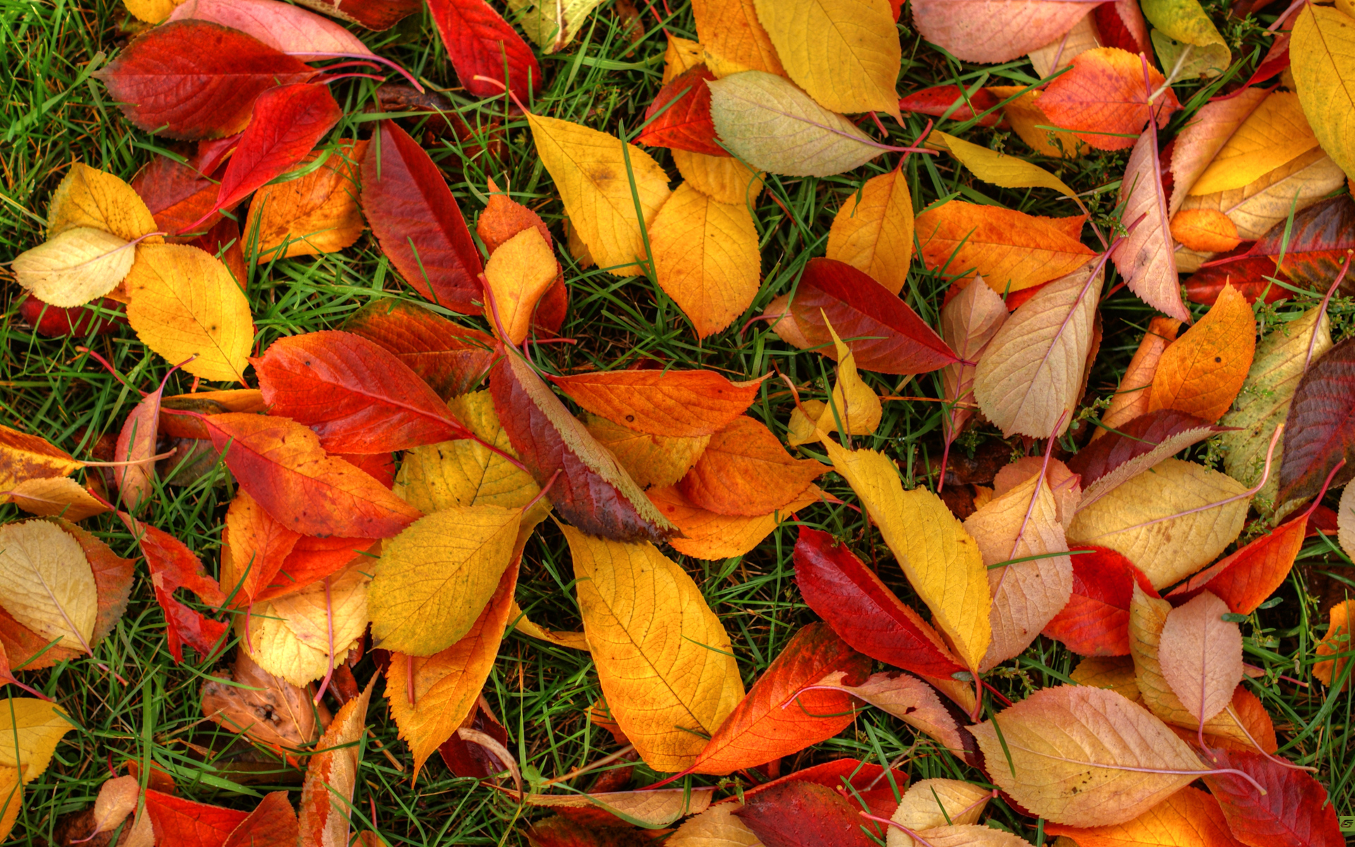 Autumn Leaves Wallpapers | HD Wallpapers | ID #12798