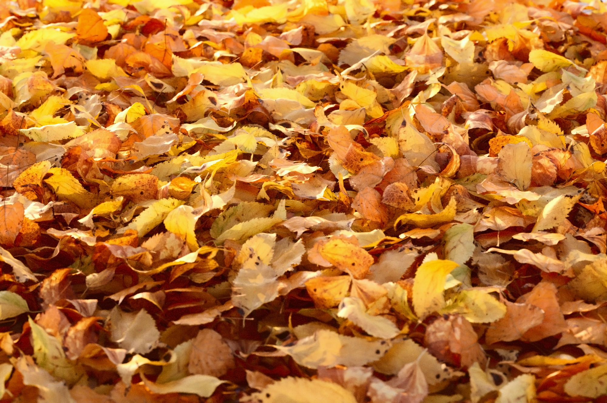Product: Autumn Leaves | MaxwellZone