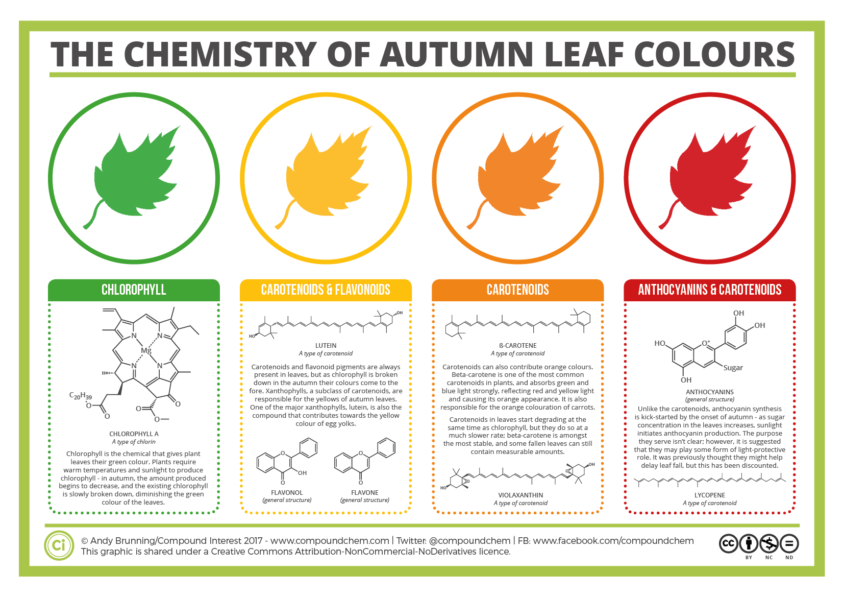 Compound Interest - The Chemicals Behind the Colours of Autumn Leaves