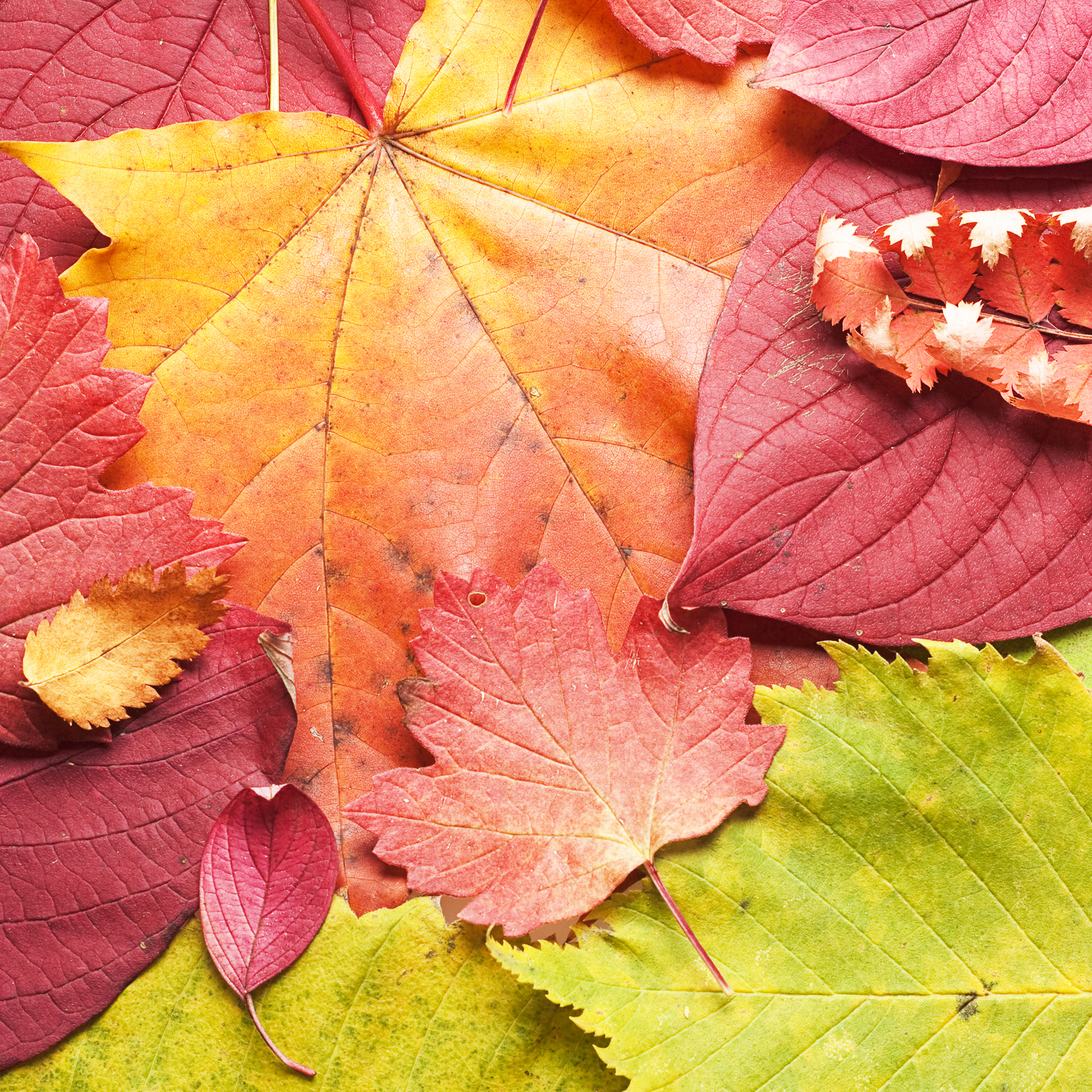 Autumn leaves background photo