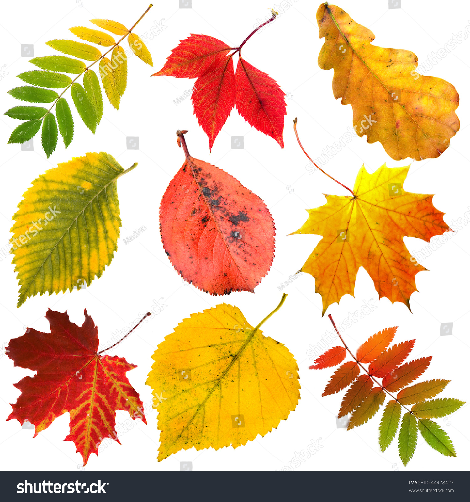 Collection Beautiful Colourful Autumn Leaves Isolated Stock Photo ...