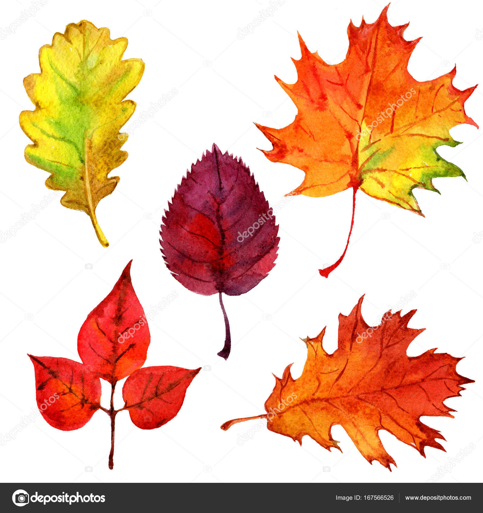 Autumn leaves, isolated, watercolor illustration — Stock Photo ...