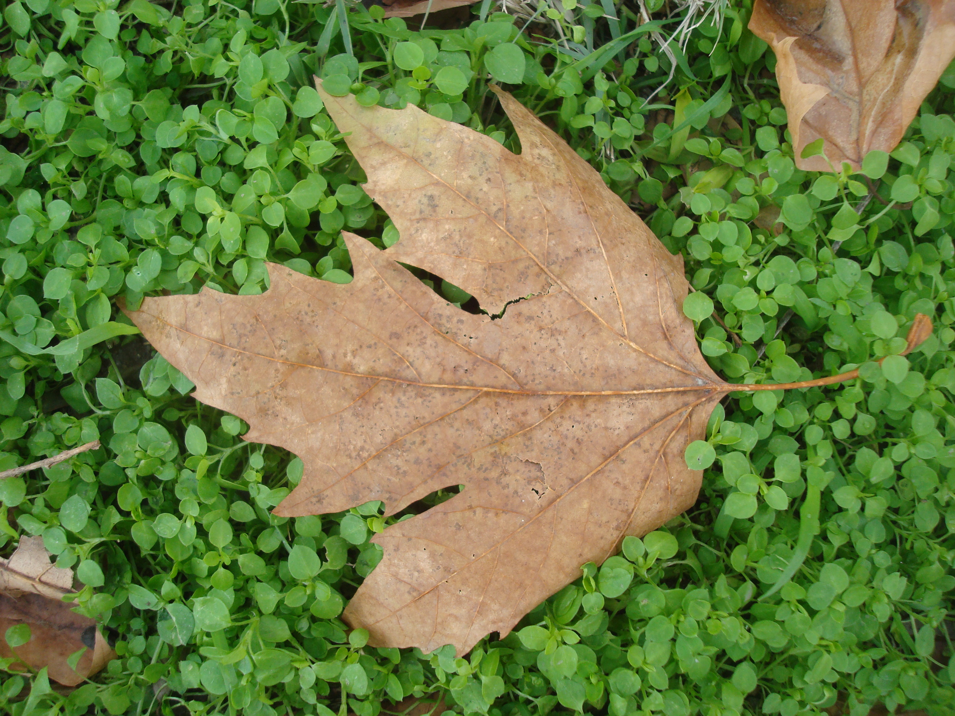 Autumn leaves on a green grass photo