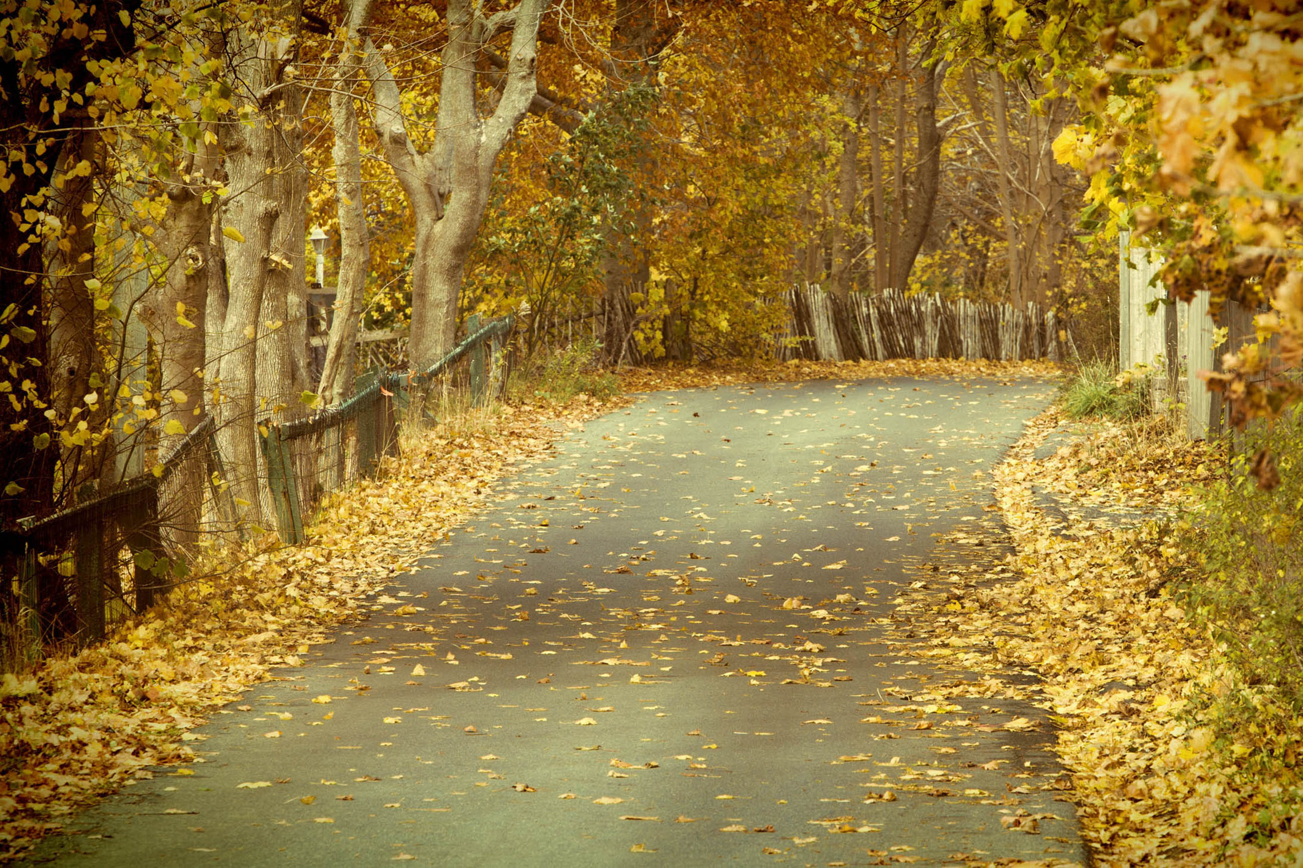 Autumn leaves on road photo