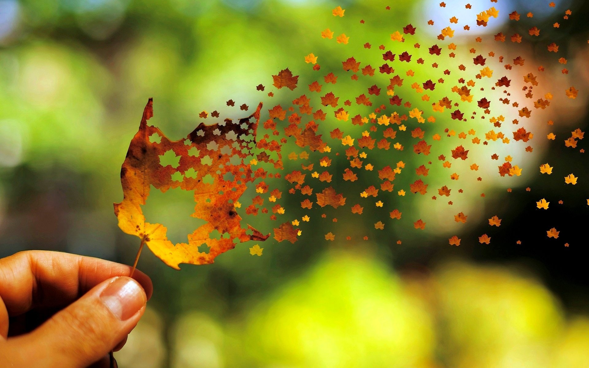 mood, leaves, autumn,hd abstract wallpapers, backgrounds abstract ...