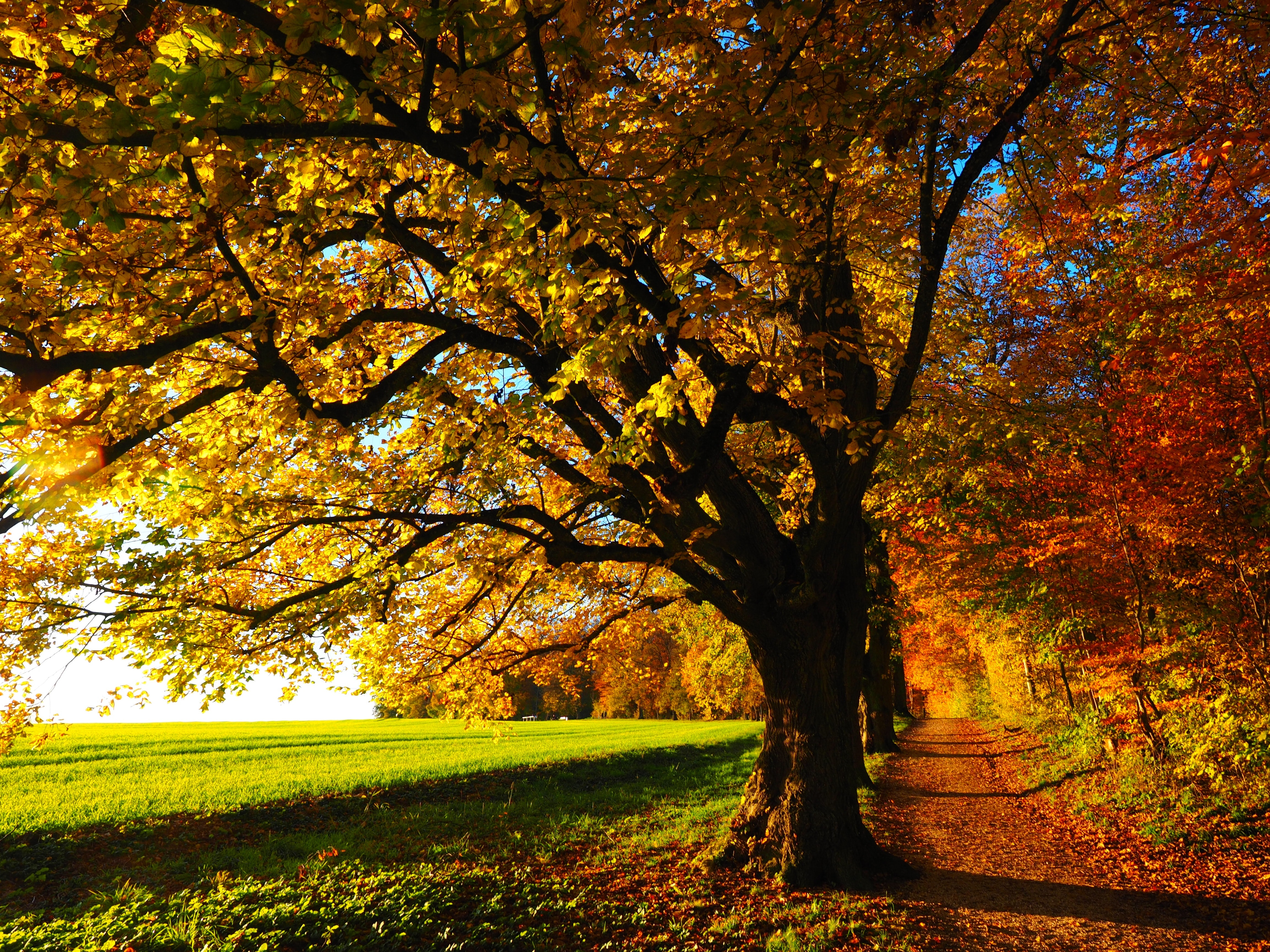 Free stock photo of autumn, autumn mood, colorful