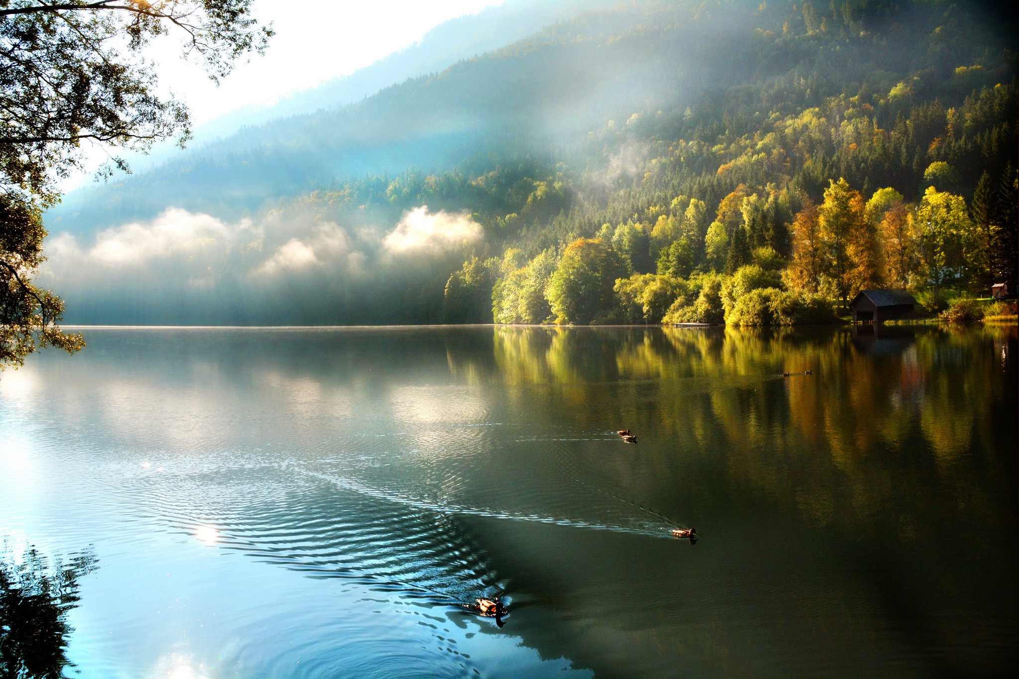 Lakes: Fog Lake Ducks Autumn Forest Mood Mountain Morning Full Hd ...
