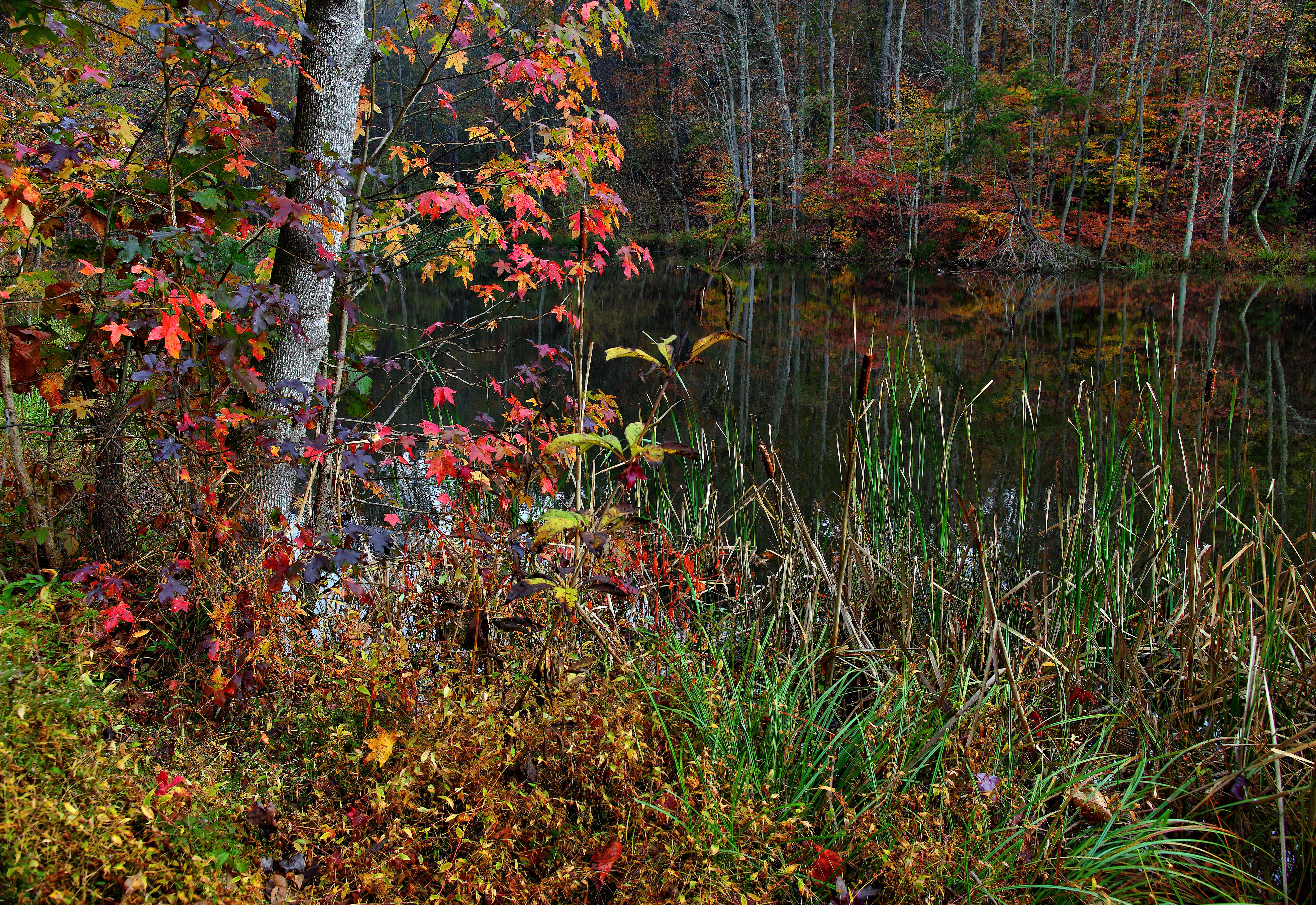 File:Autumn-lake-morning-foliage - Virginia - ForestWander.jpg ...