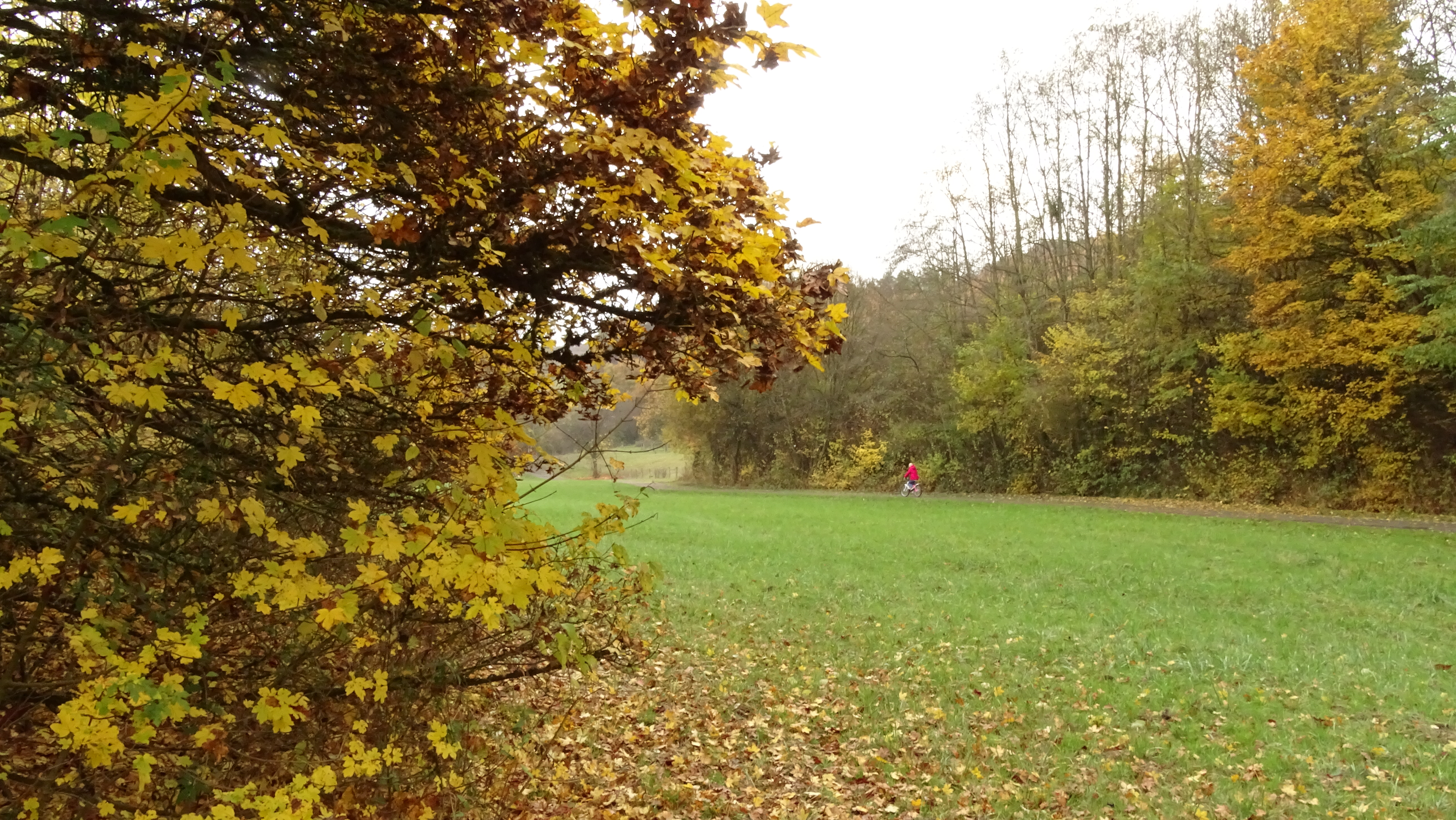 Autumn nature in luxembourg photo