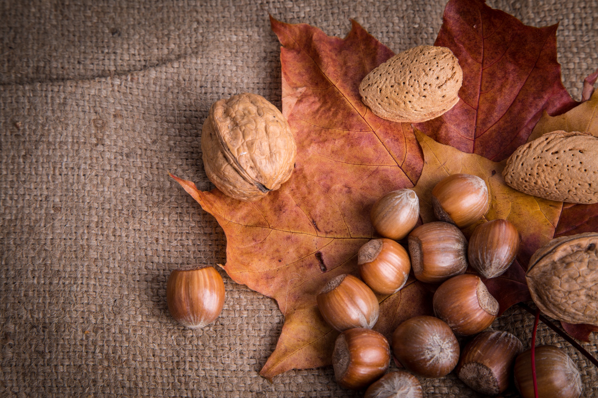 Nuts And Autumn Leaf Free Stock Photo - Public Domain Pictures
