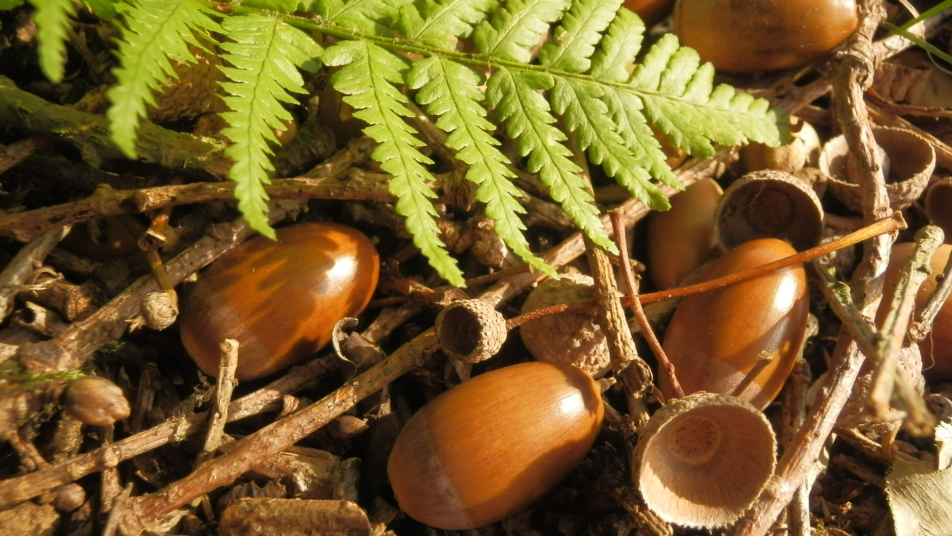 The Autumn Nut Box | Springboard Discovery Box
