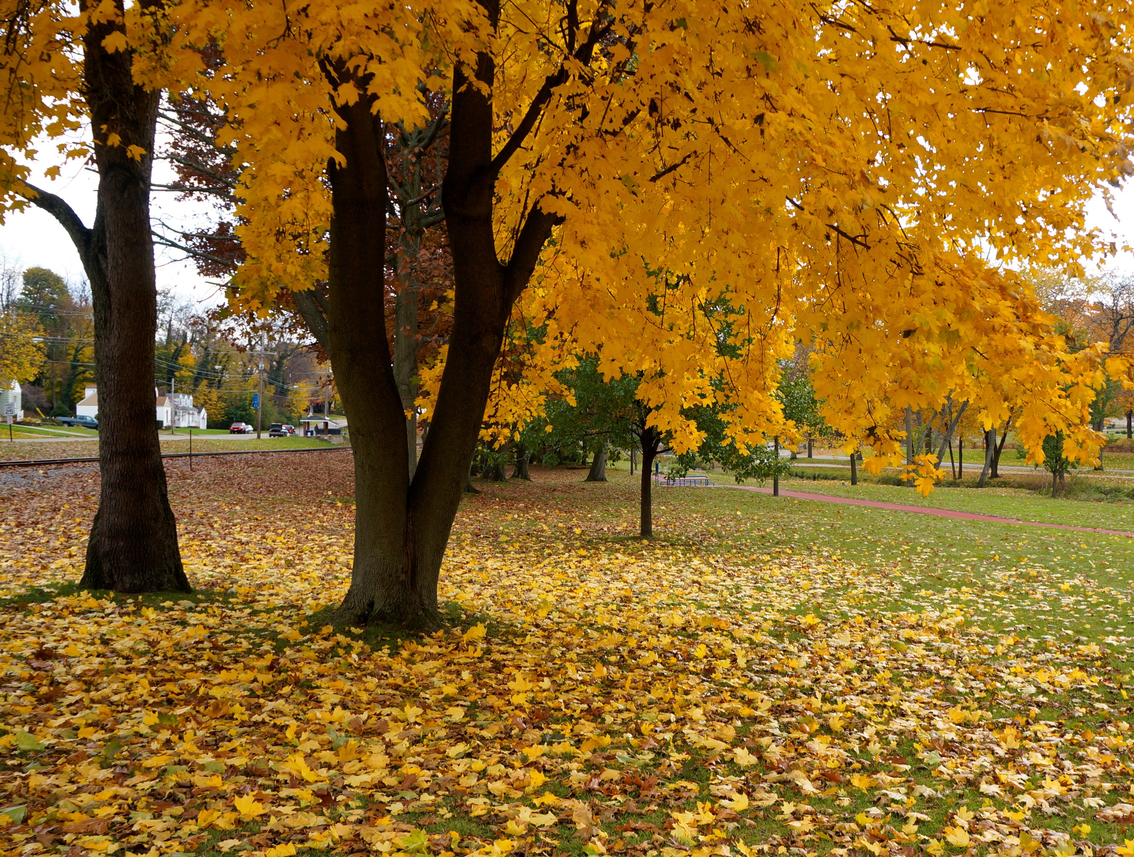 Nature: Yellow Autumn Park Tree Golden Free Desktop Wallpaper Nature ...