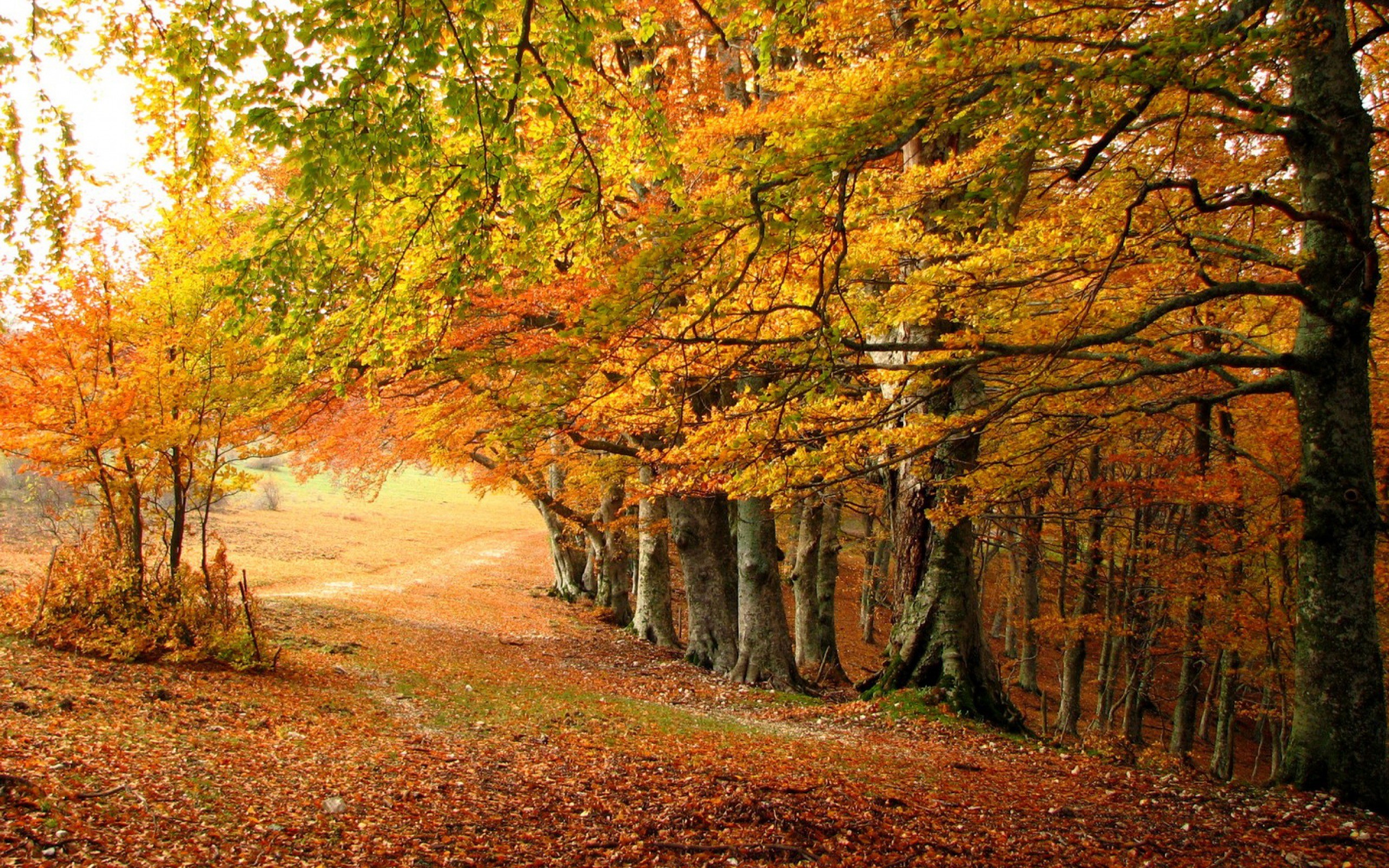 Miscellaneous Nature Autumn Park Parks Trees 1080p Wallpaper ...