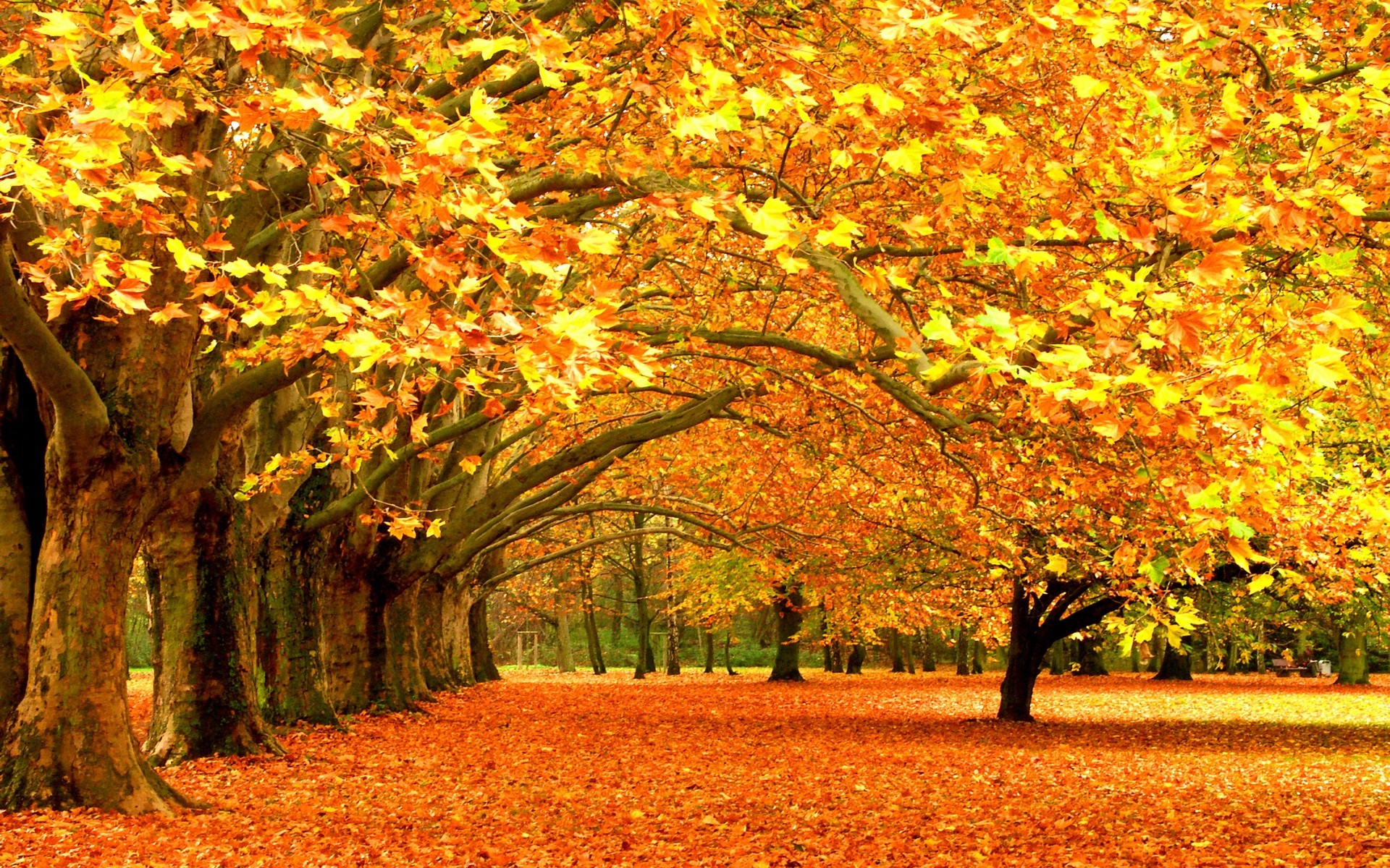 Forest: Trees Autumn Park Leaves Nature Golden Amazon Forest ...