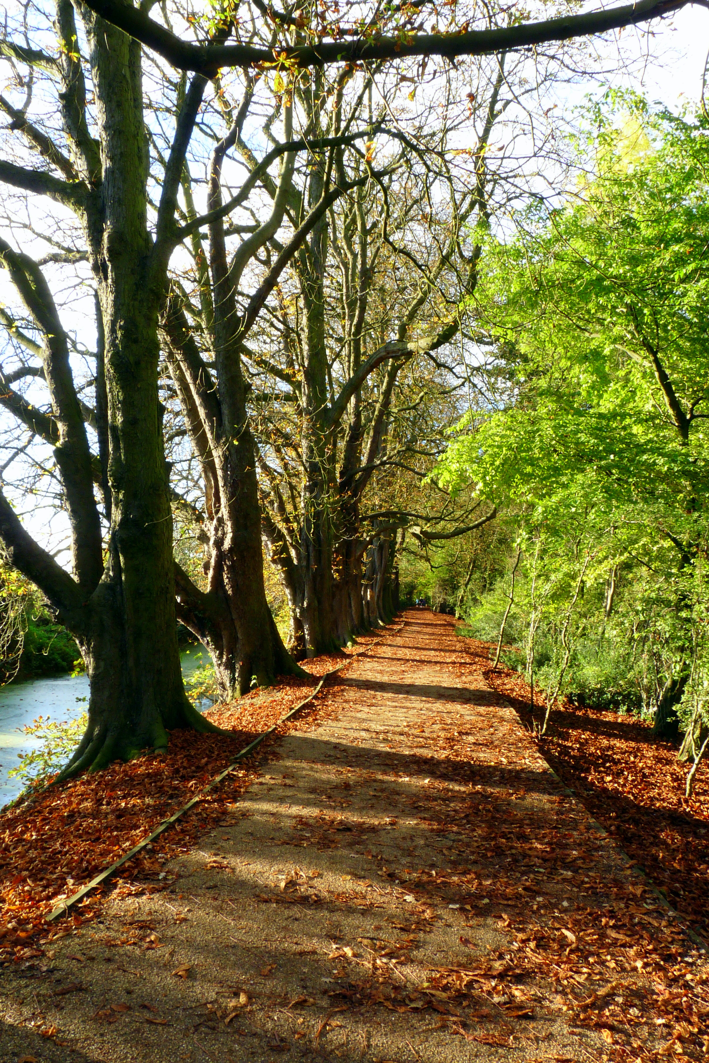 Autumn pathway photo