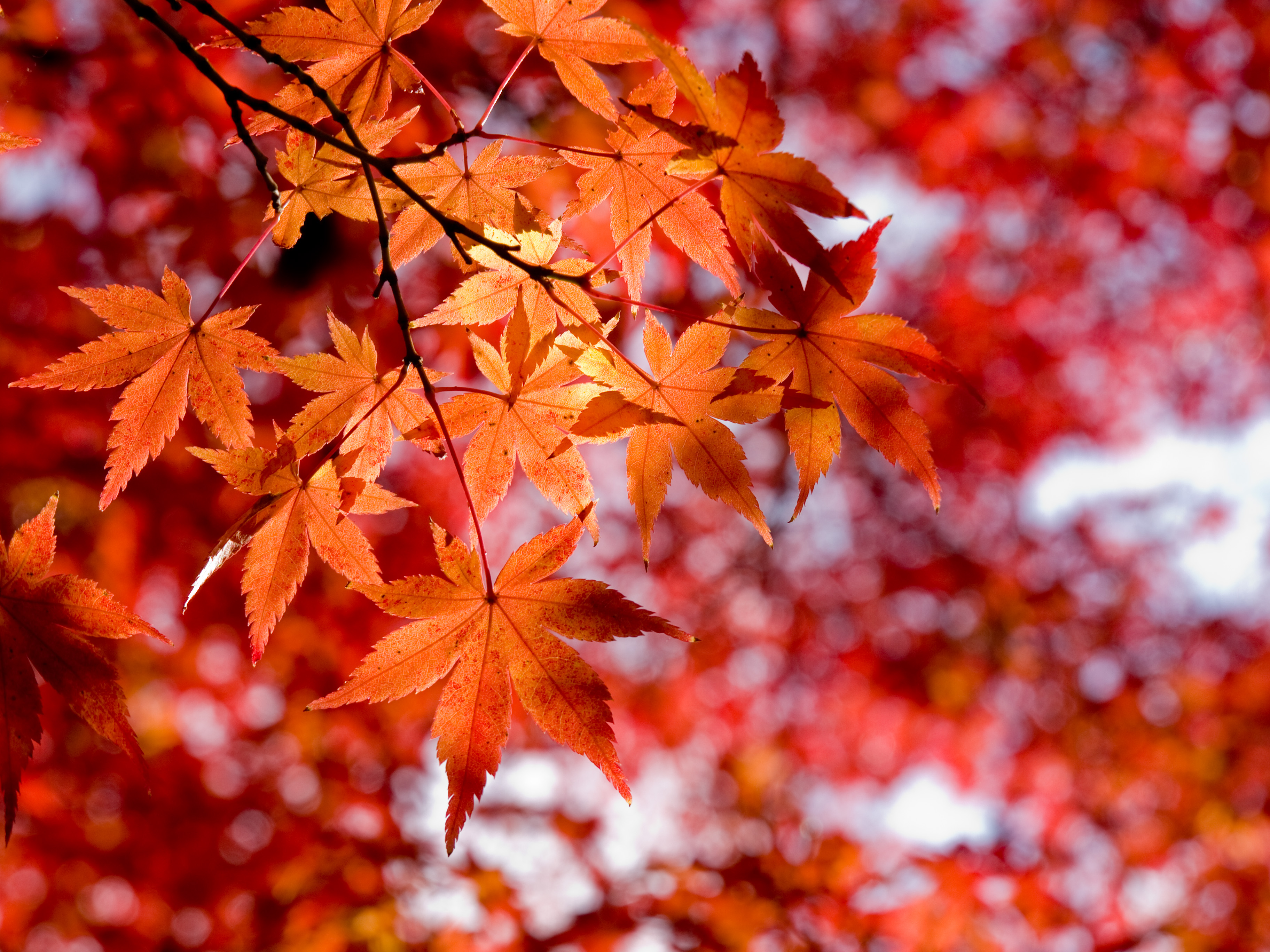 Free photo: Autumn pathway - Autumn, Fall, Forest - Free Download - Jooinn