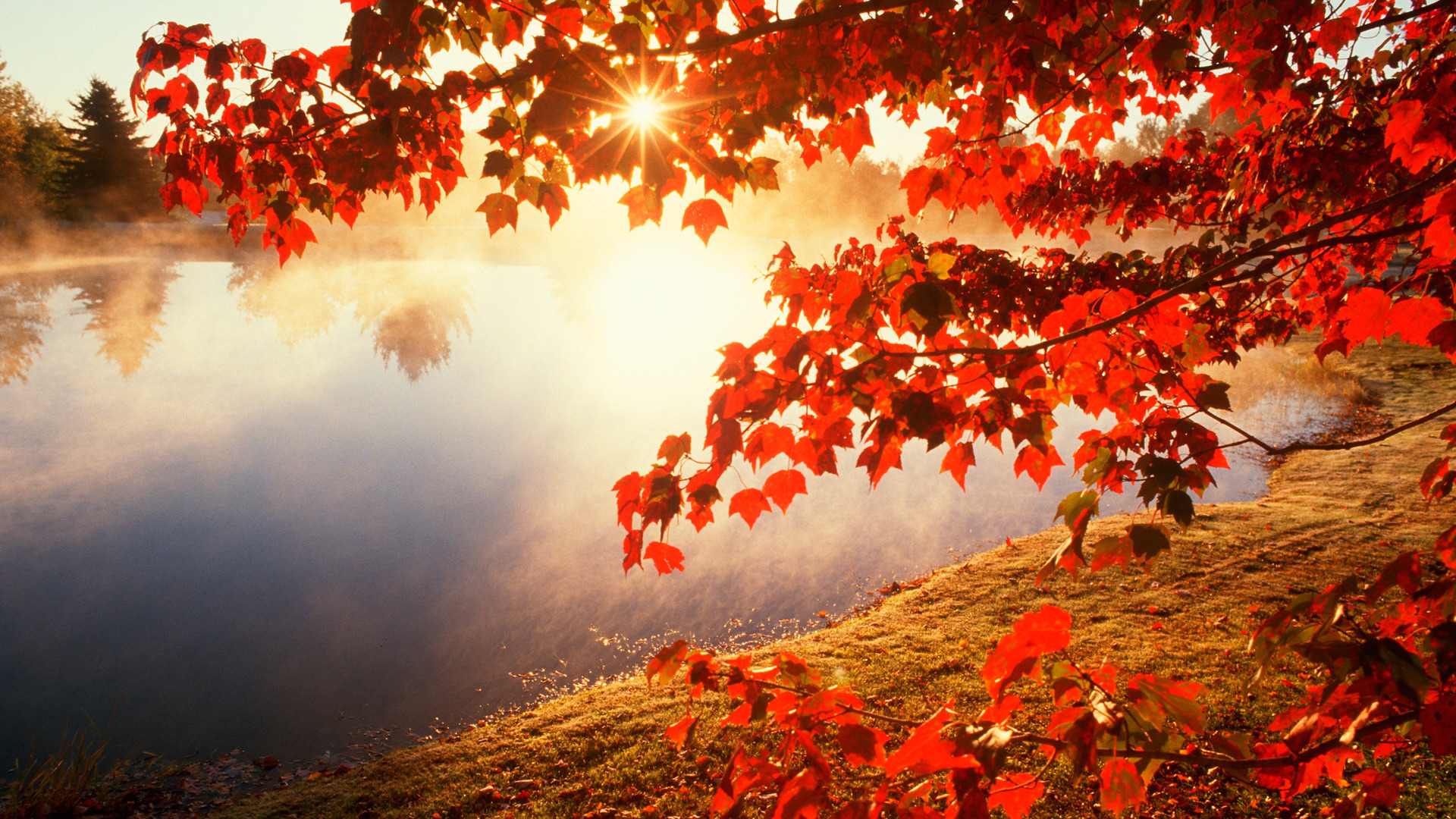 Red autumn morning / 1920 x 1080 / Nature / Photography | MIRIADNA.COM
