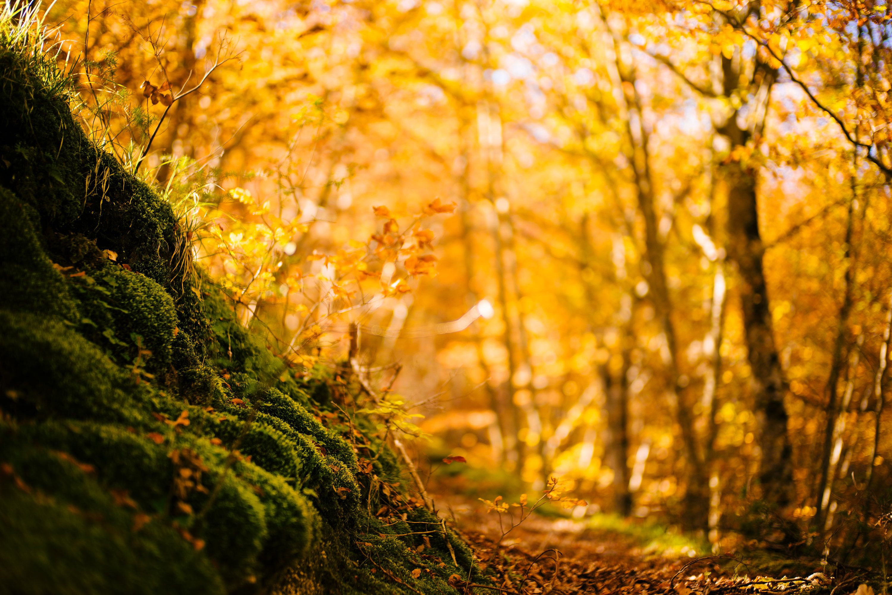 Dreamy Autumn Photography, Nature Photography, Colorful Bokeh ...
