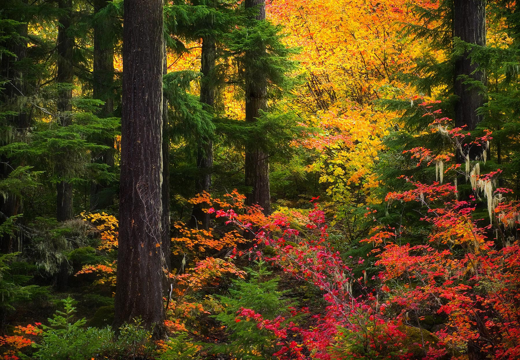 Oregon Autumn (2004) | Jefferson Wilderness, Oregon | Marc Adamus ...
