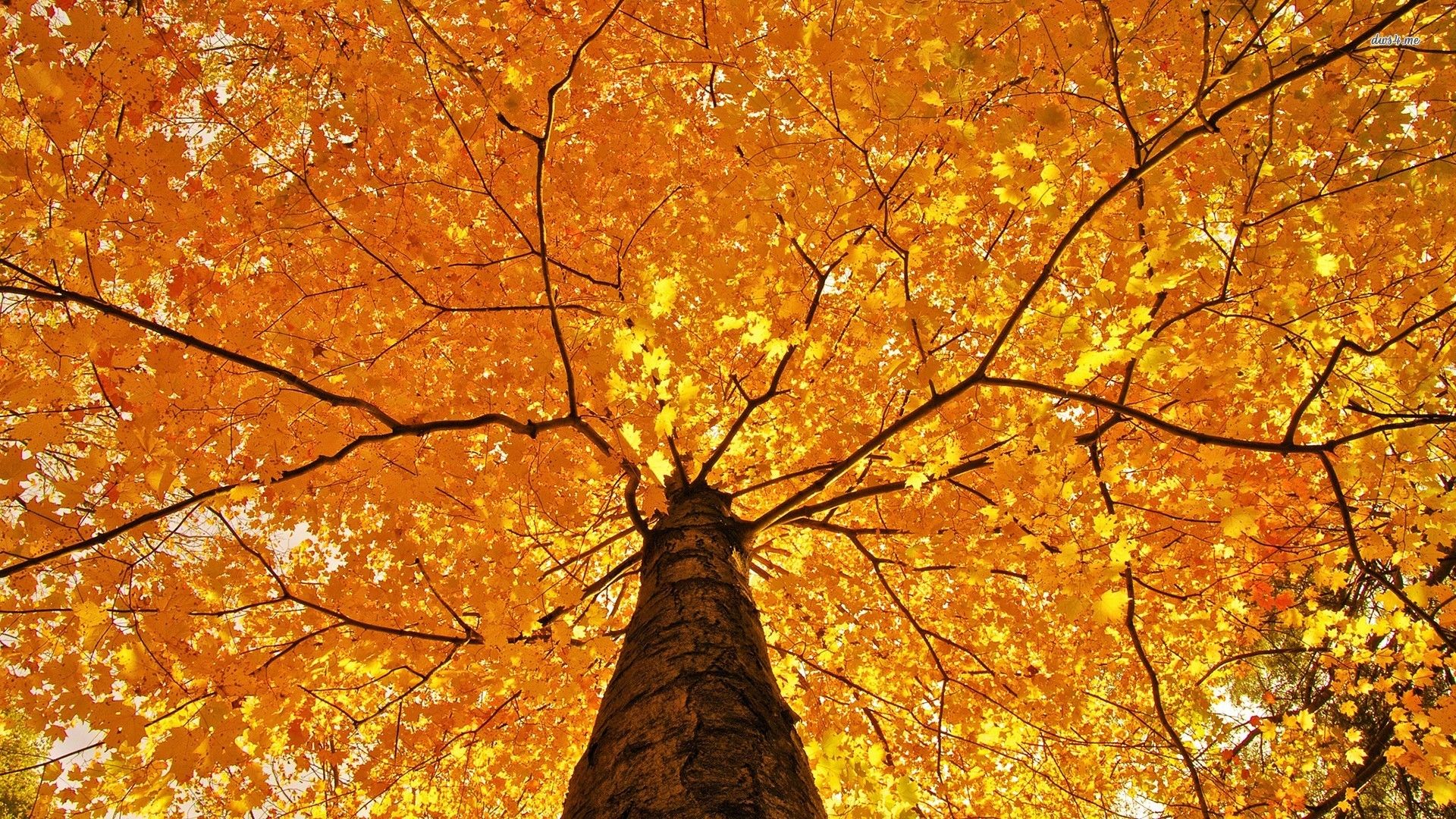 Autumn Photography Wallpaper Free #h0v9e0zm | Trees | Pinterest ...