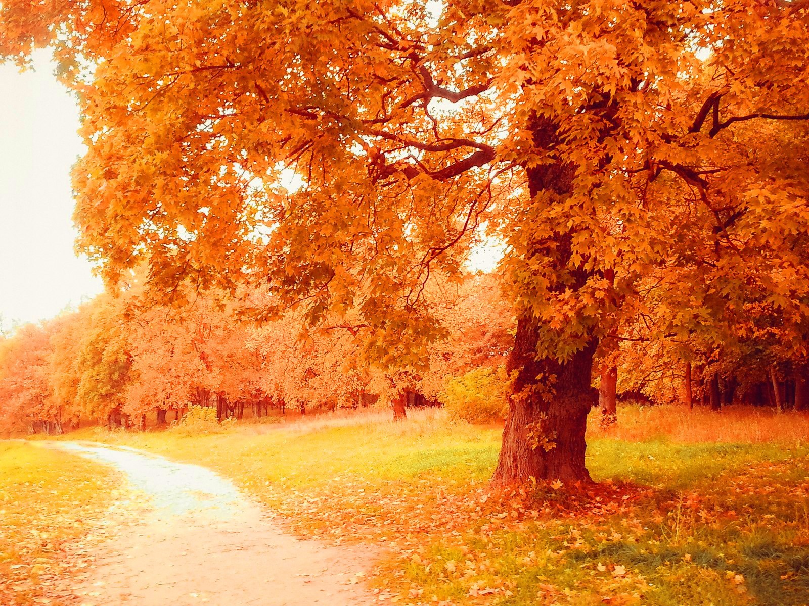 Other: Autumn Photography Nature Leaves HD Wallpapers for HD 16:9 ...