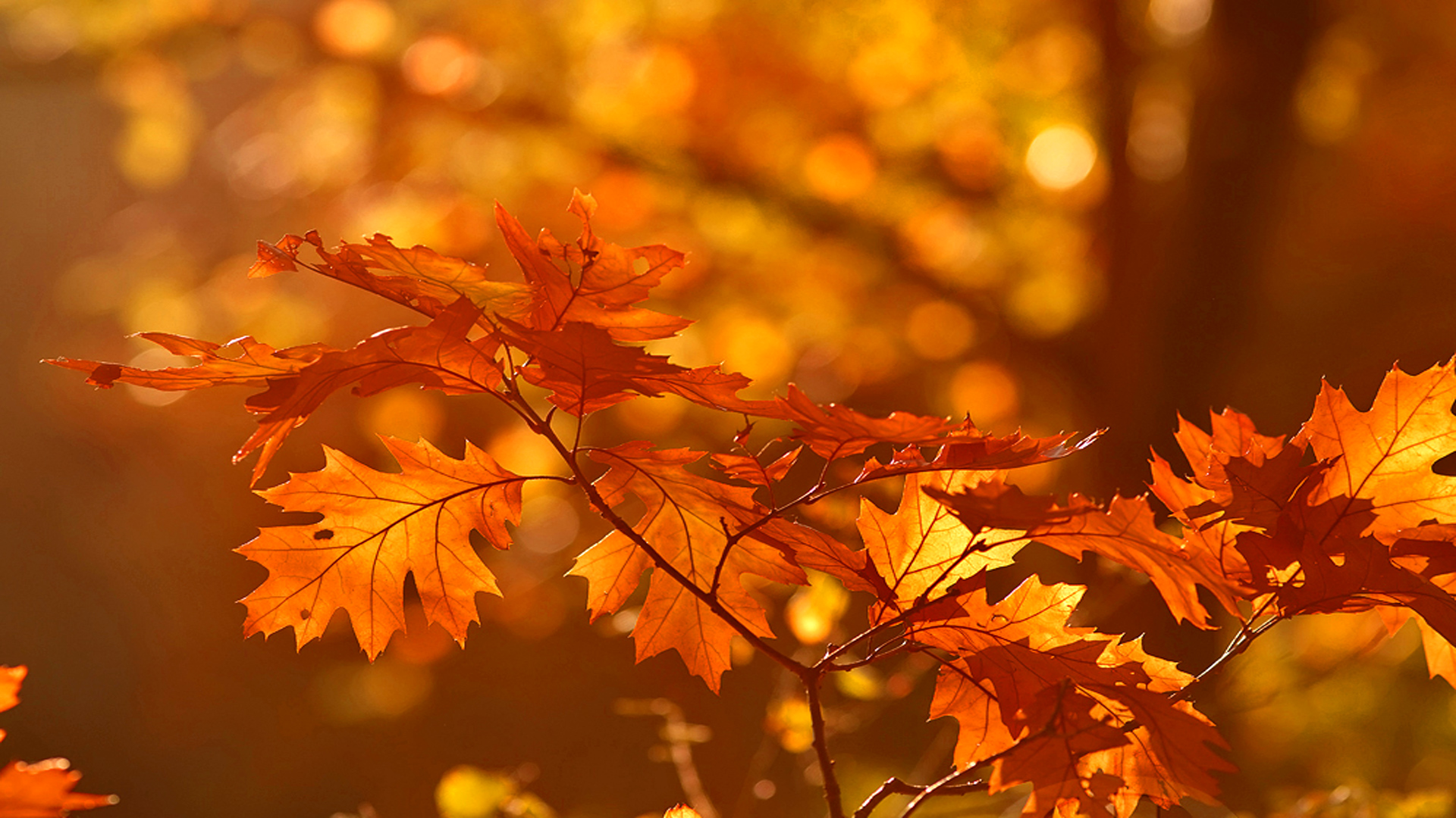 autumn, photography, artistic, fall, leaves :: Wallpapers