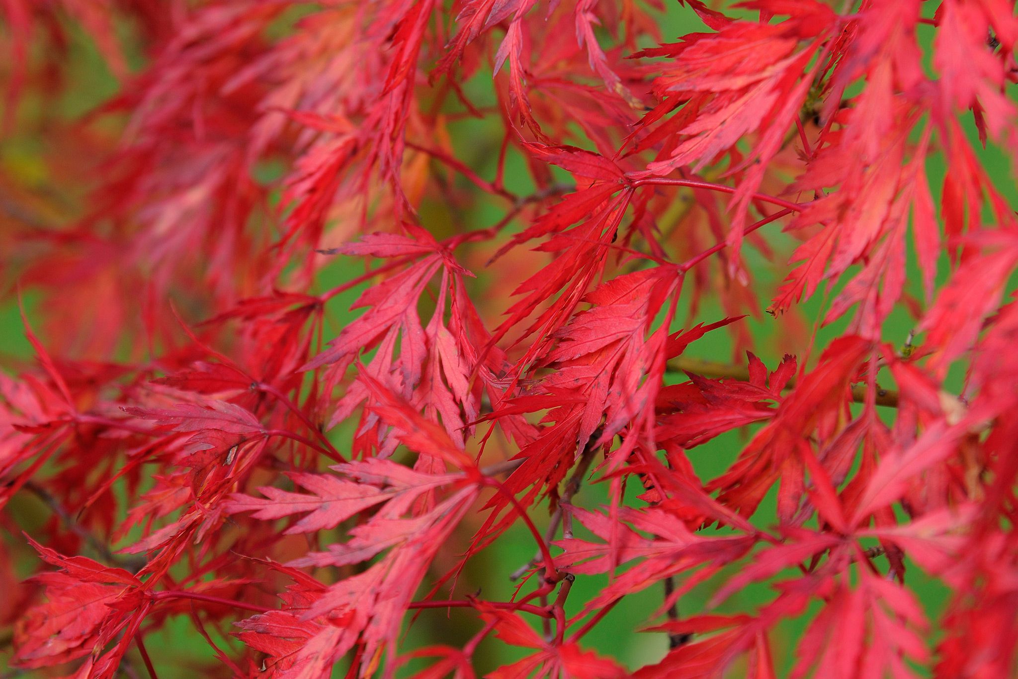 Acers - a wonderful variety of colours, plant one of these in your ...