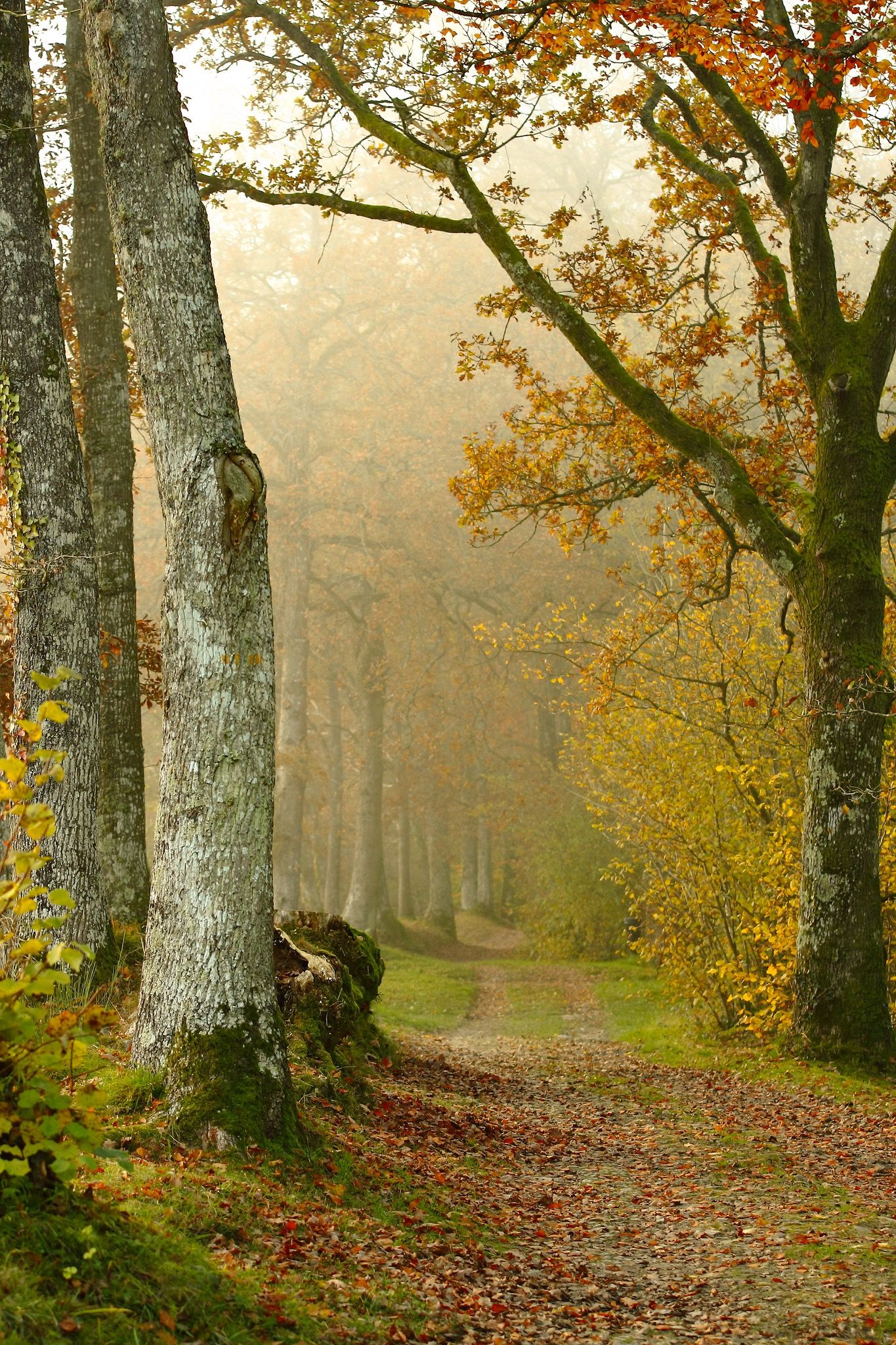 Les arbres | Pays de la loire, Autumn forest and Autumn
