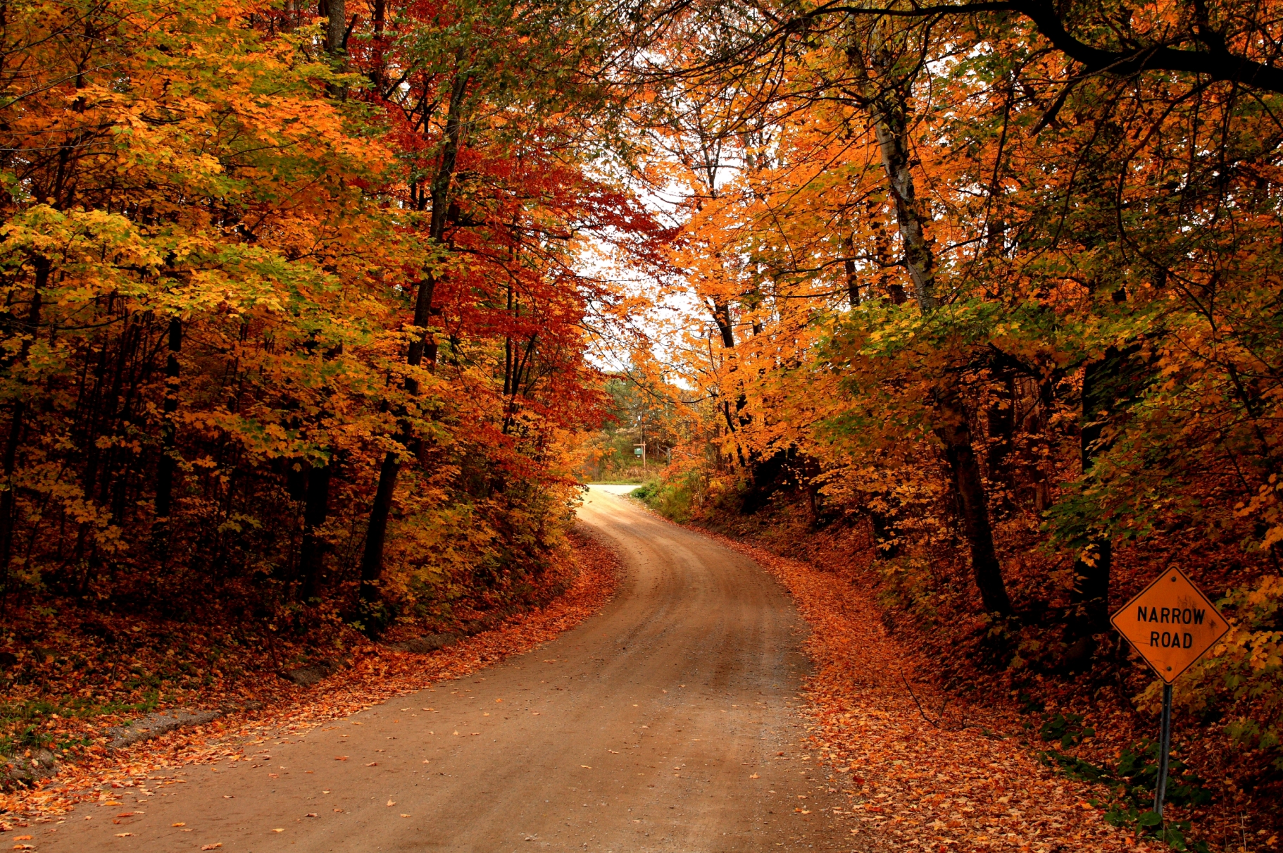 Road in autumn photo