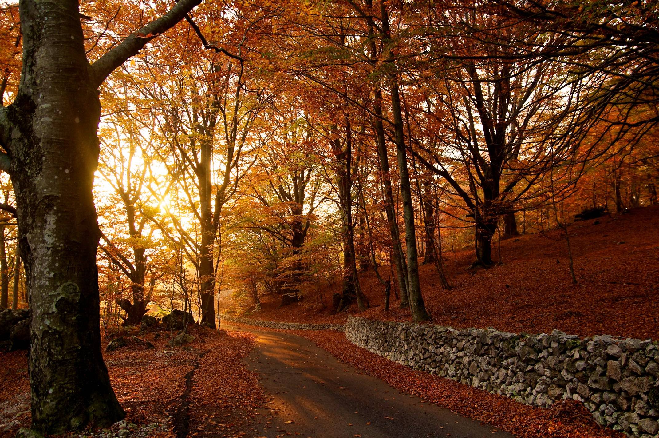 Stroll Along the Autumn Road [Picture] | This Is The Story Of...