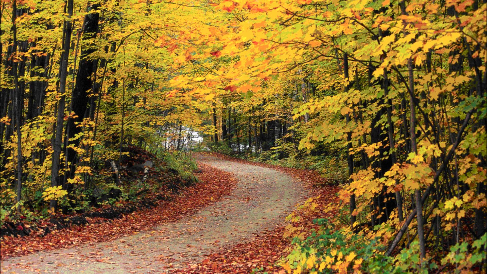 Free photo: autumn scene - Autumn, Scene, Wood - Free Download - Jooinn
